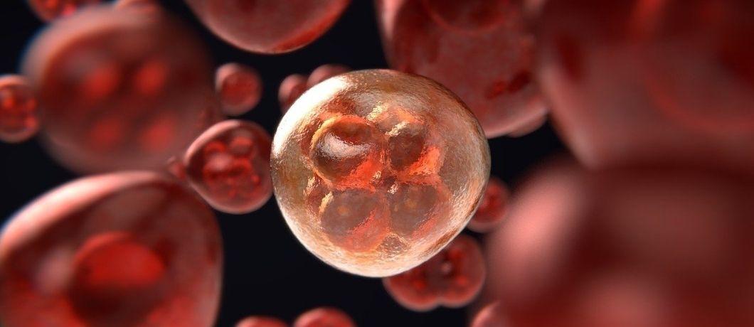 Des cellules en gros plan