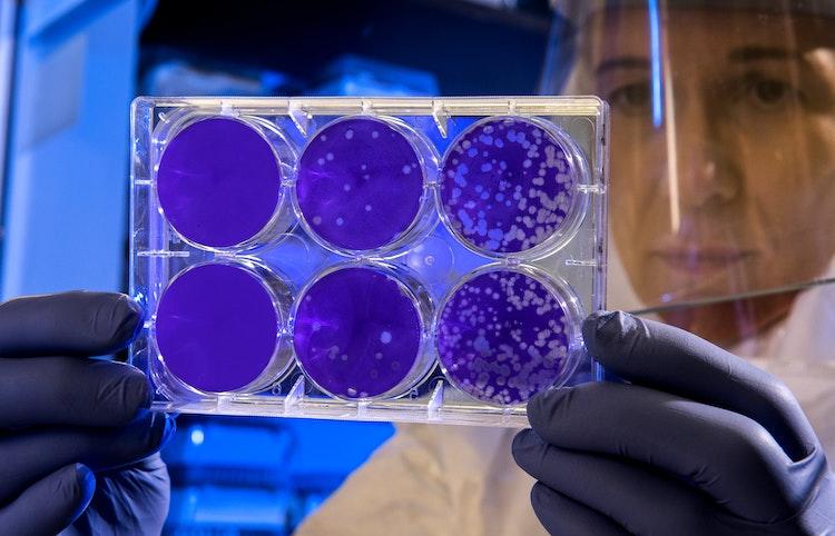 Une scientifique étudie des virus