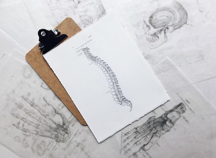 Des dessins d'anatomie