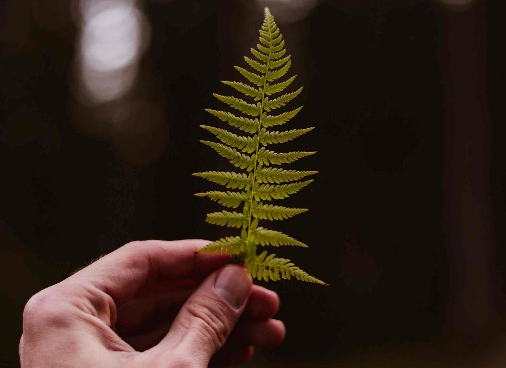Une main tient une fougère