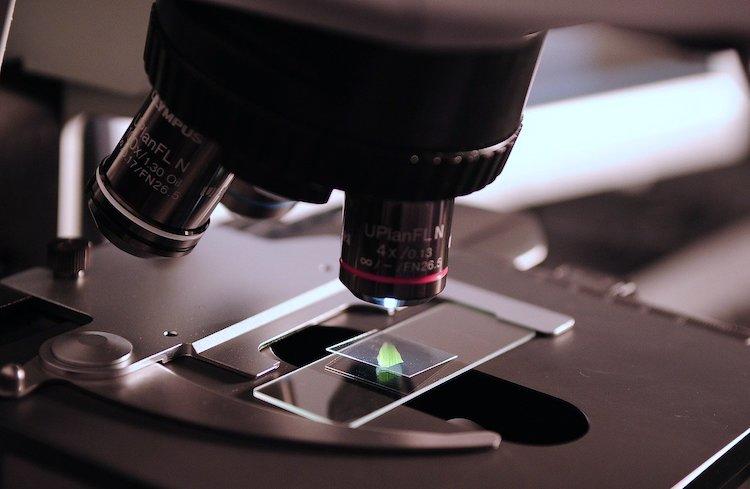 Une plante étudiée au microscope
