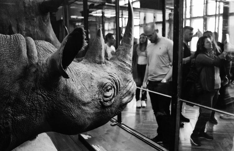 Visiteurs devant un rhinocéros au musée