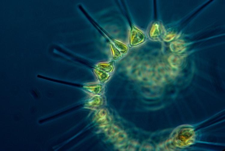 Plancton microscopique