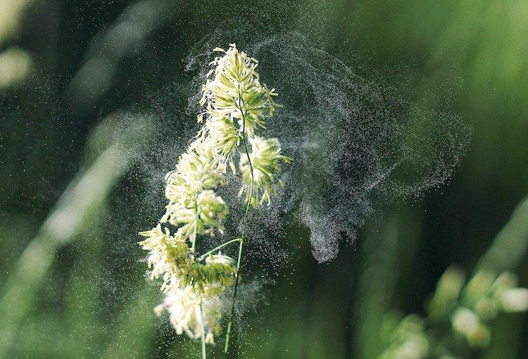 Une plante entourée de pollen