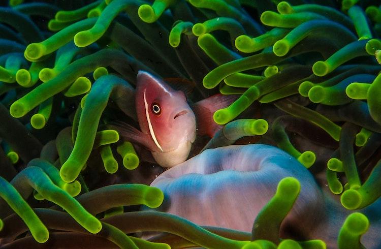 Un poisson dans une anémone