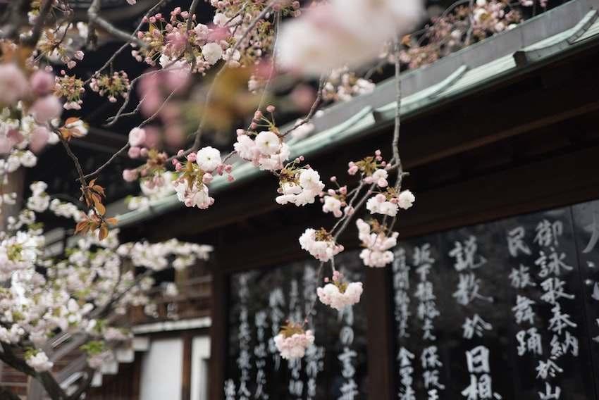 Sakura en fleurs 