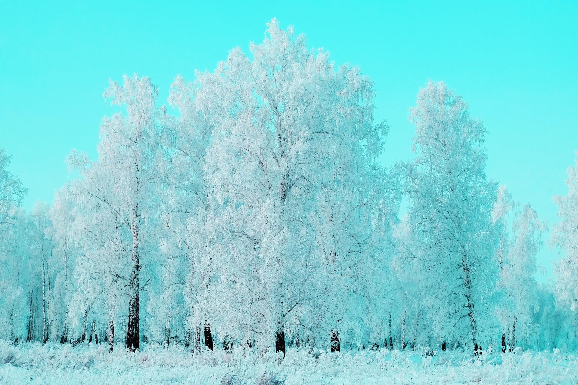 arbres en sibérie