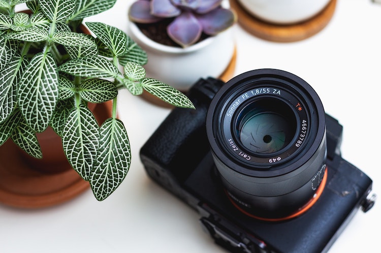 Un appareil photo et une plante