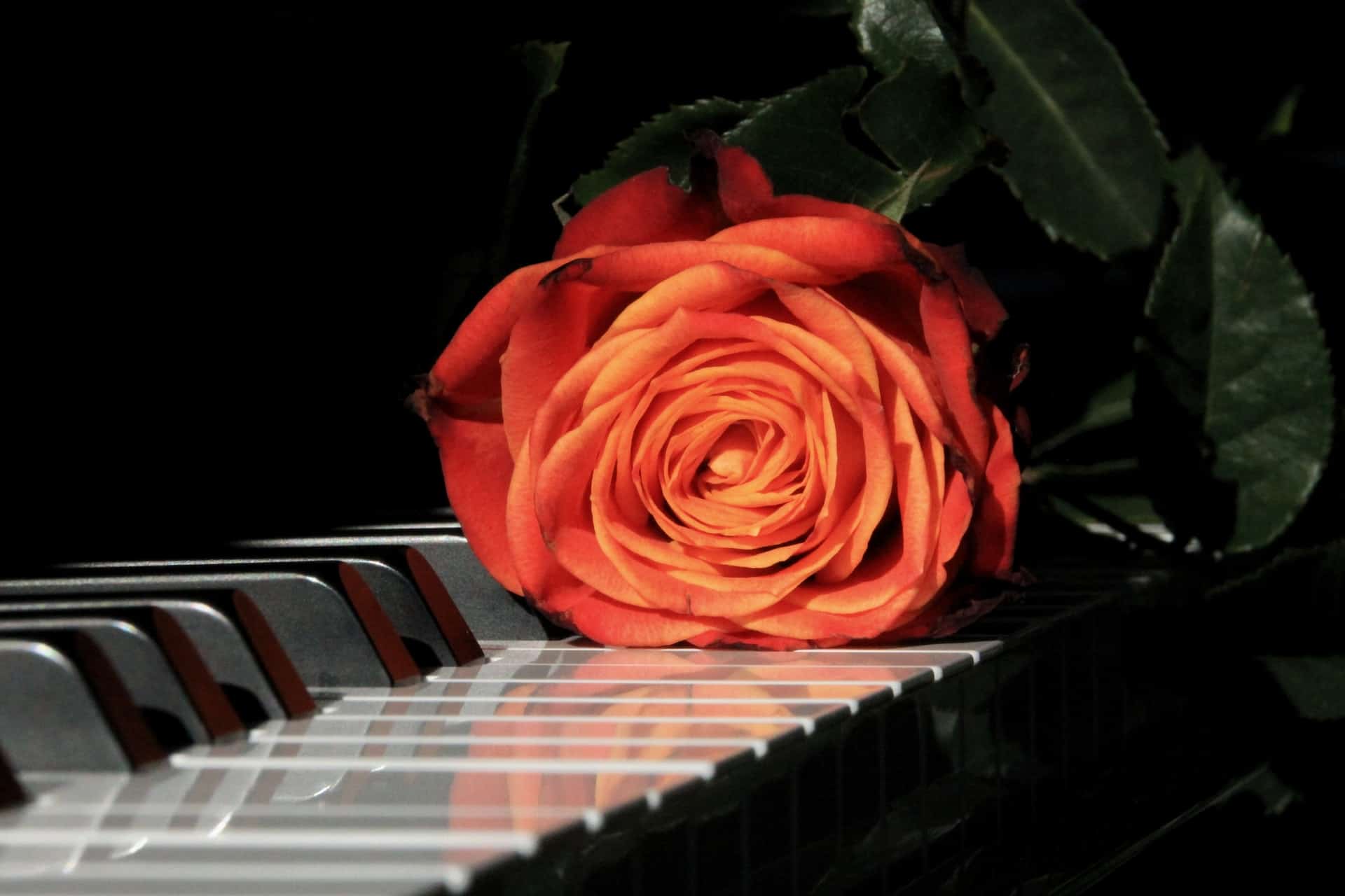 magnifique rose sur clavier de piano
