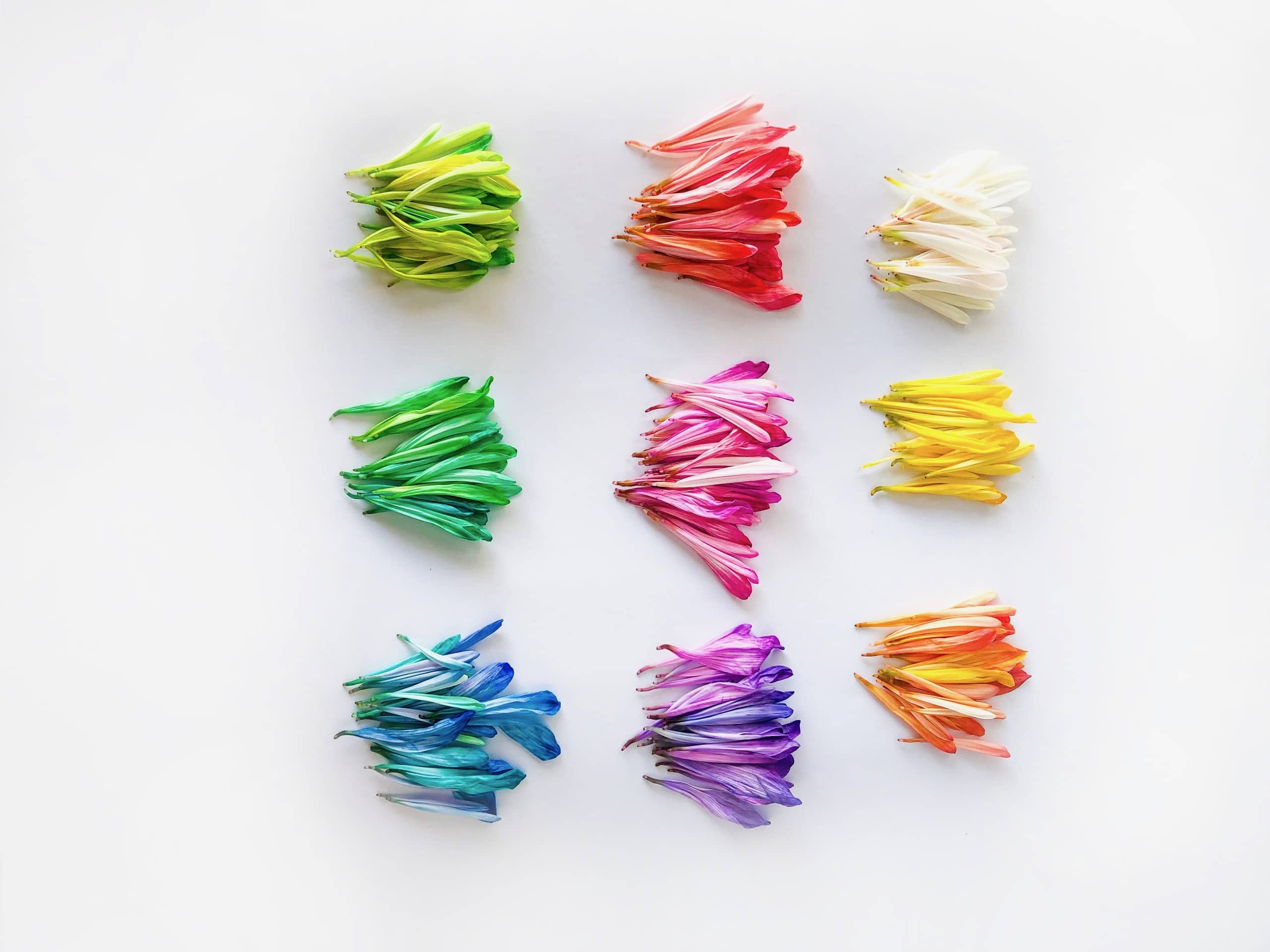 pétales de fleurs organisées par couleur