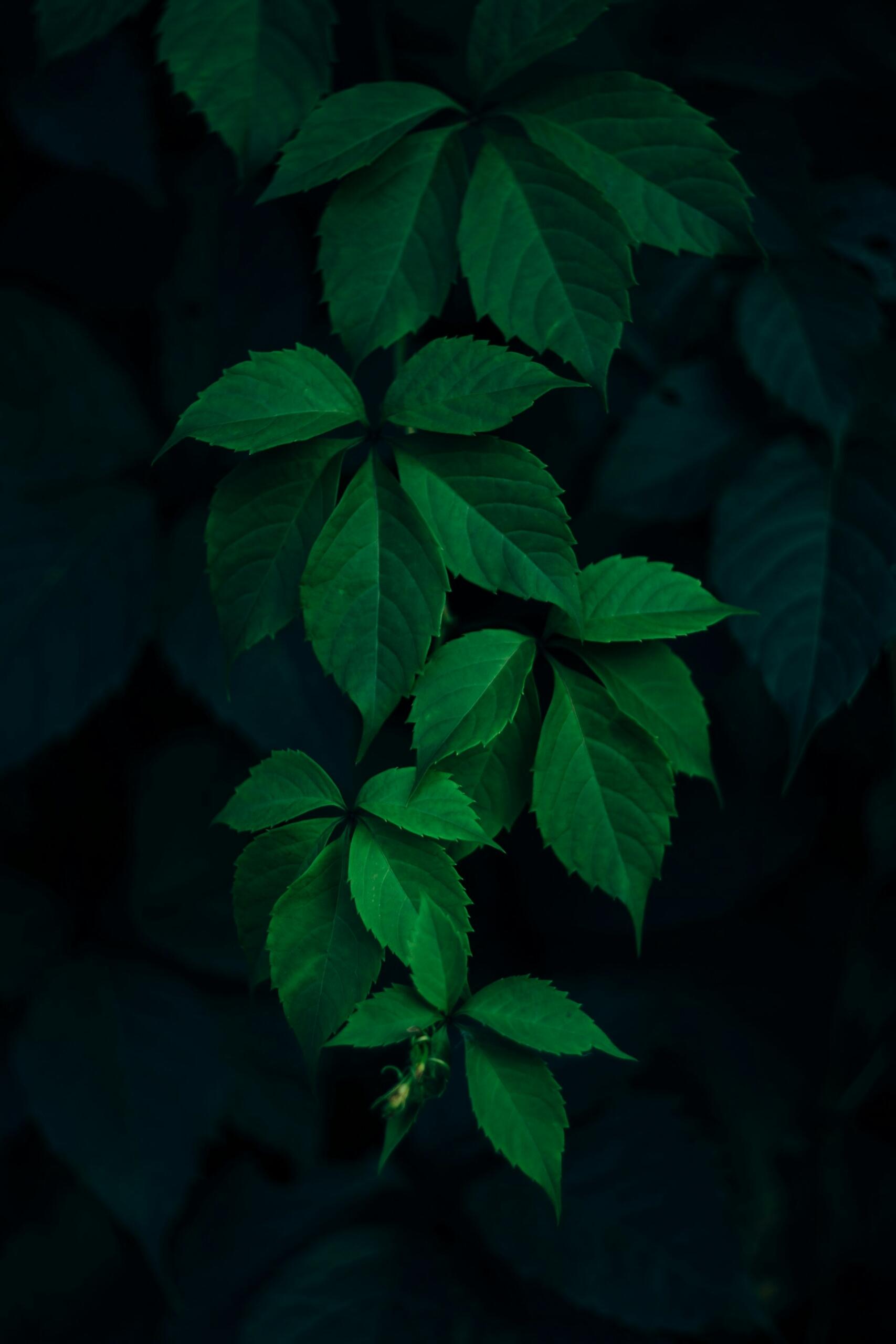 feuilles nombre d'or