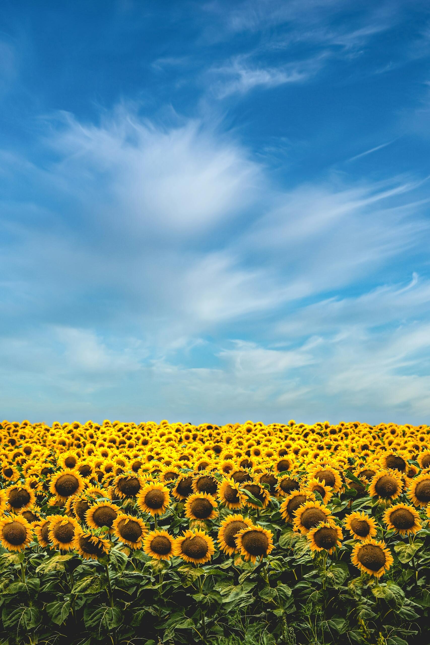 champ de tournesols