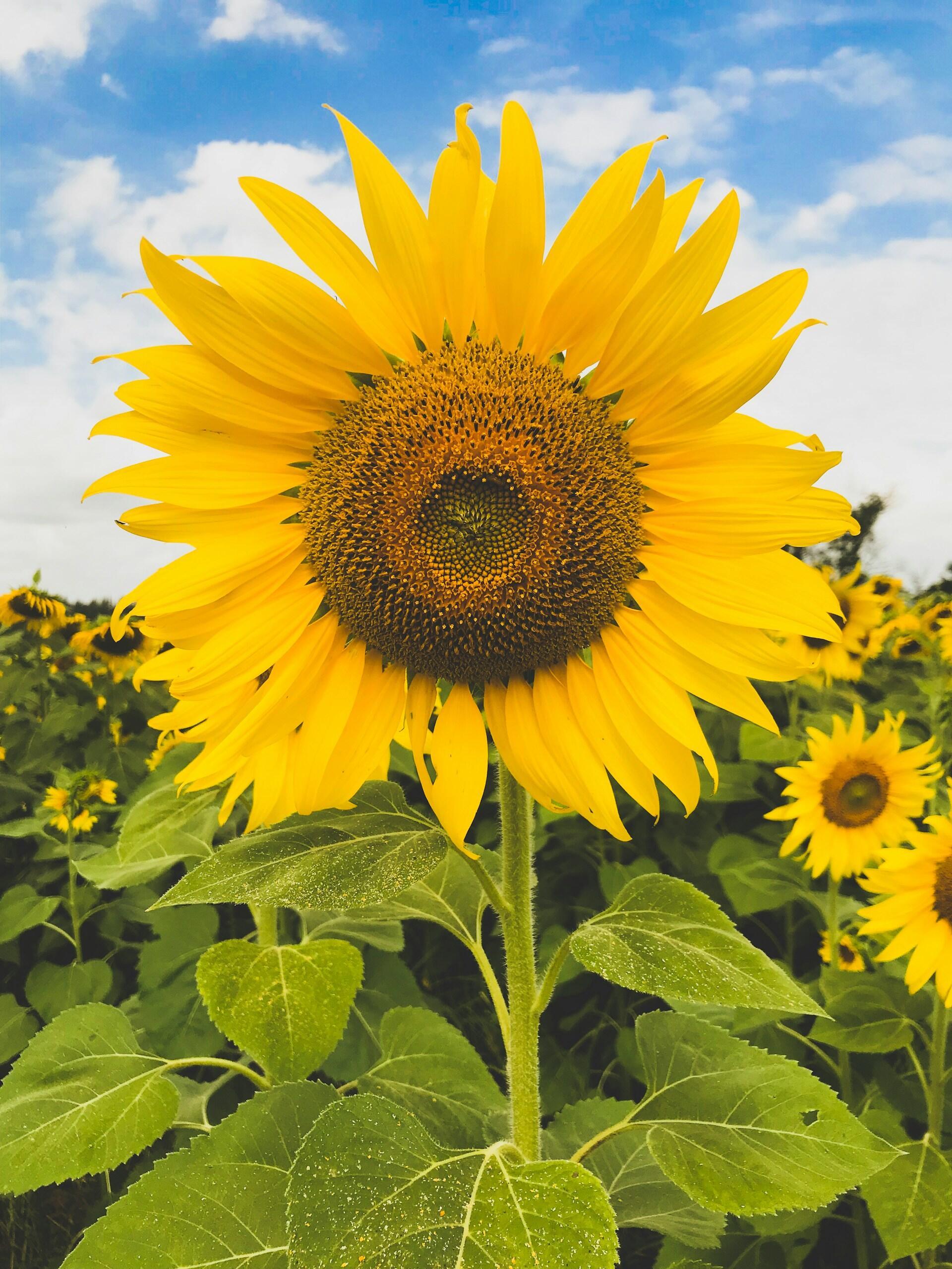tournesol nombre d'or