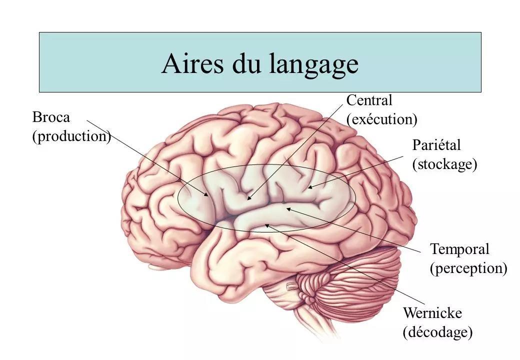 Les zones du cerveaux activés quand on apprend l'anglais.