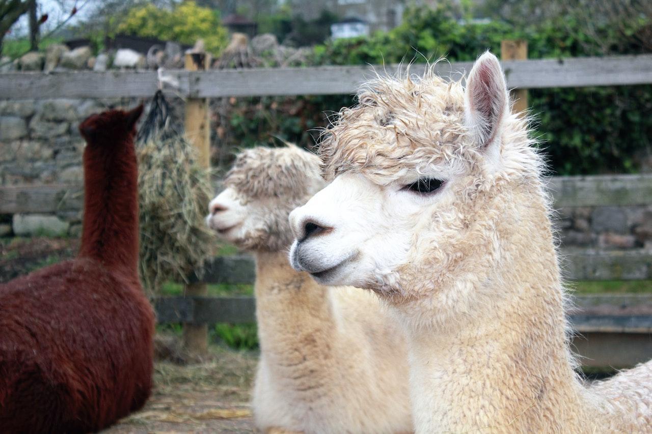 Photo de trois lamas. 