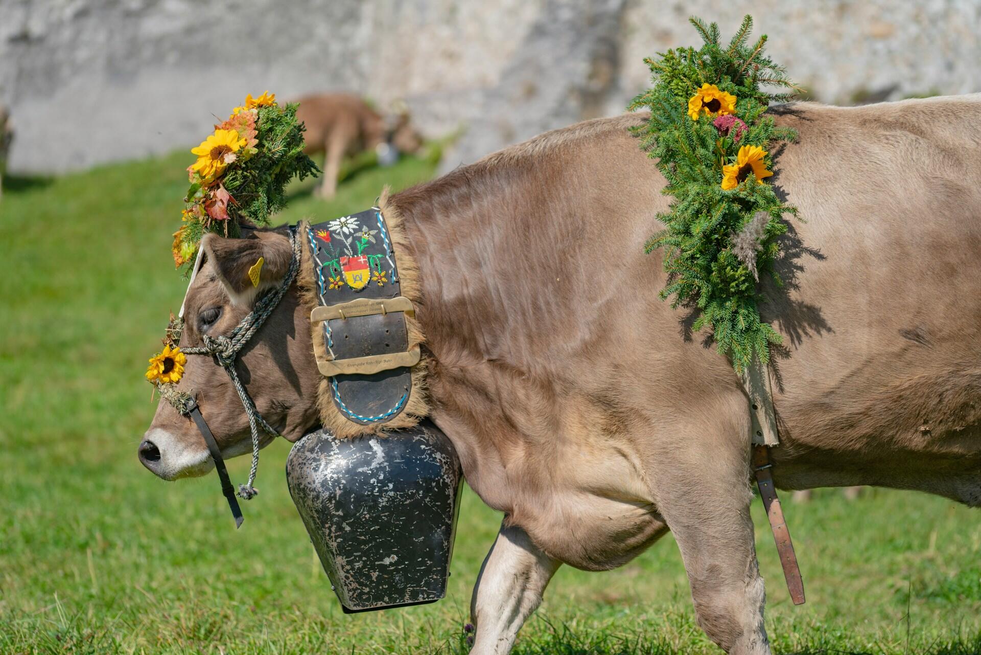 vache fleurs