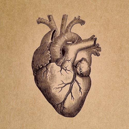 Ilustración de estudios anatómicos.