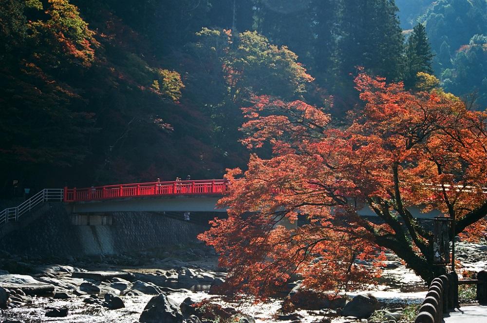 Aprende sobre la historia del japonés