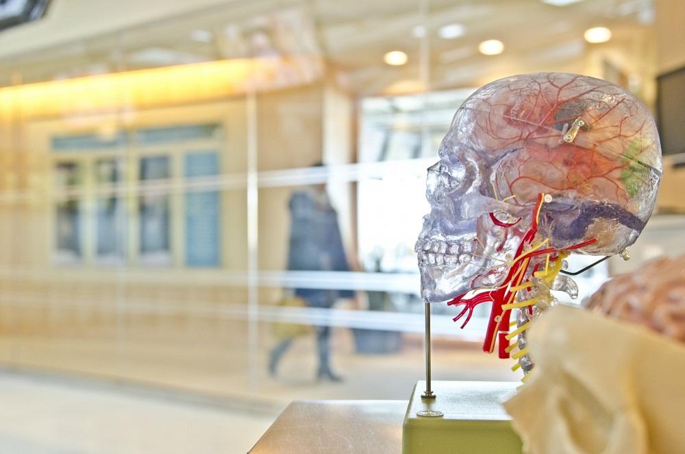 Memoria y cerebro