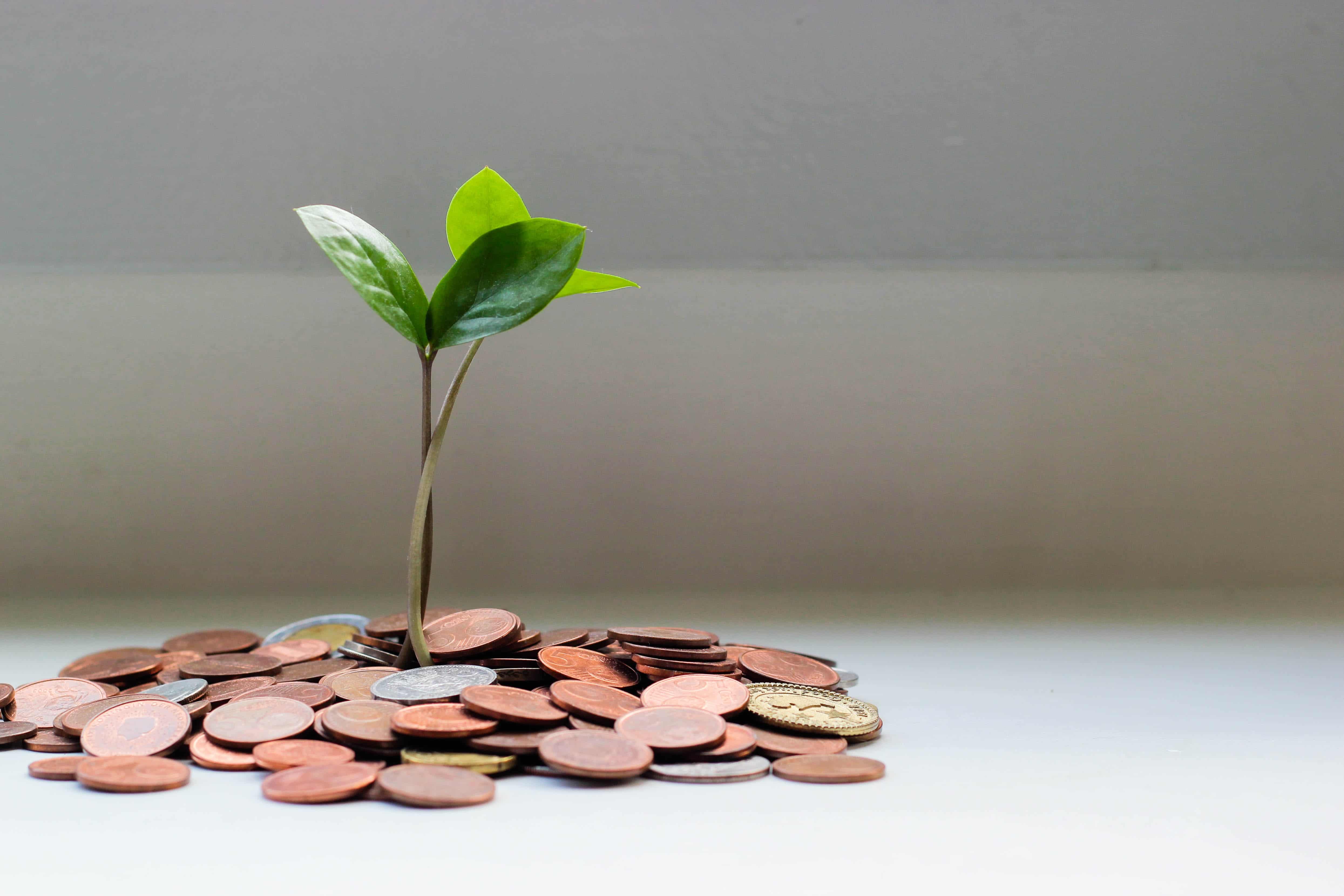 Monedas y planta