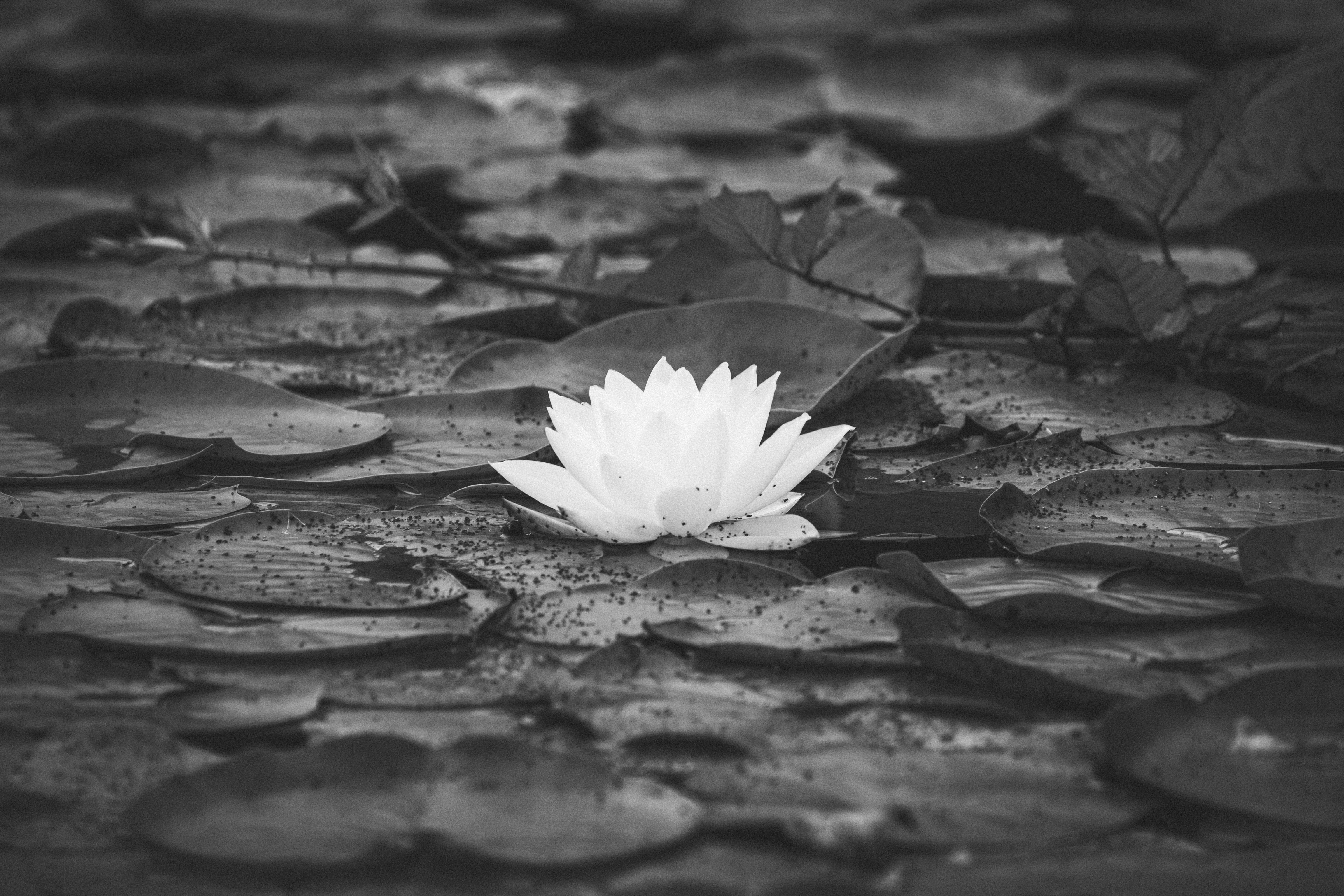 Fotografía monocromática