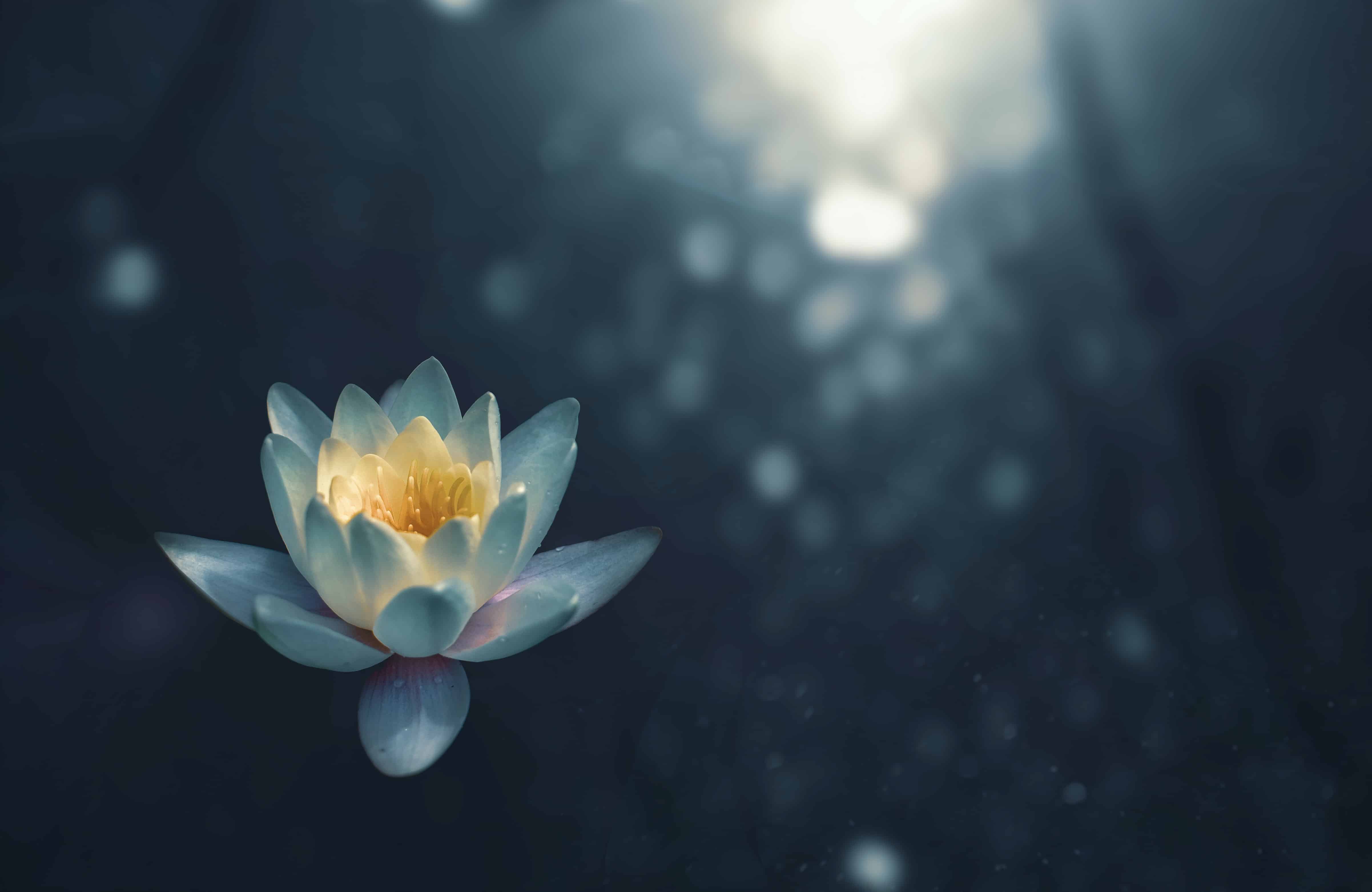 Flor con efecto difuminado
