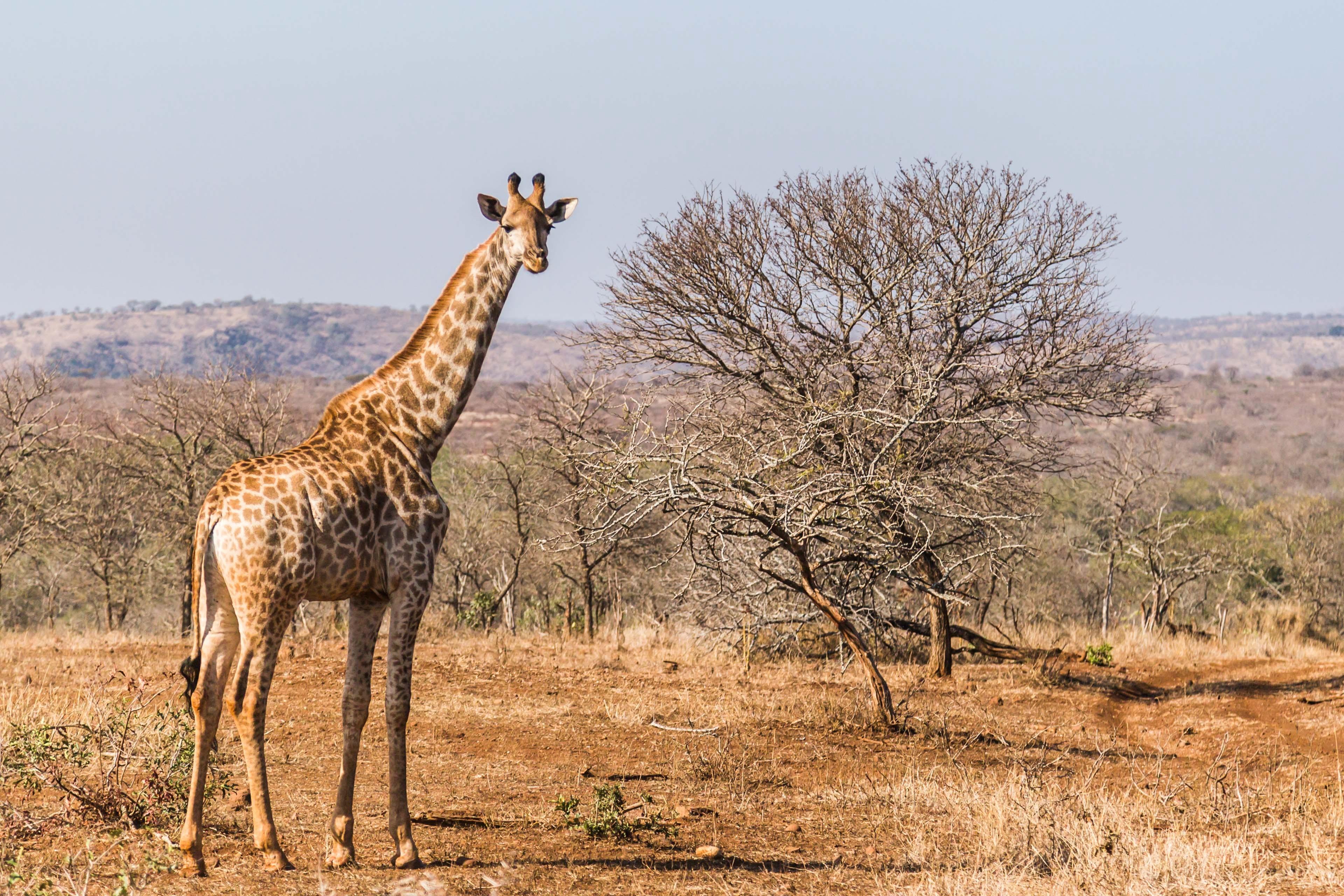 Jirafa en África