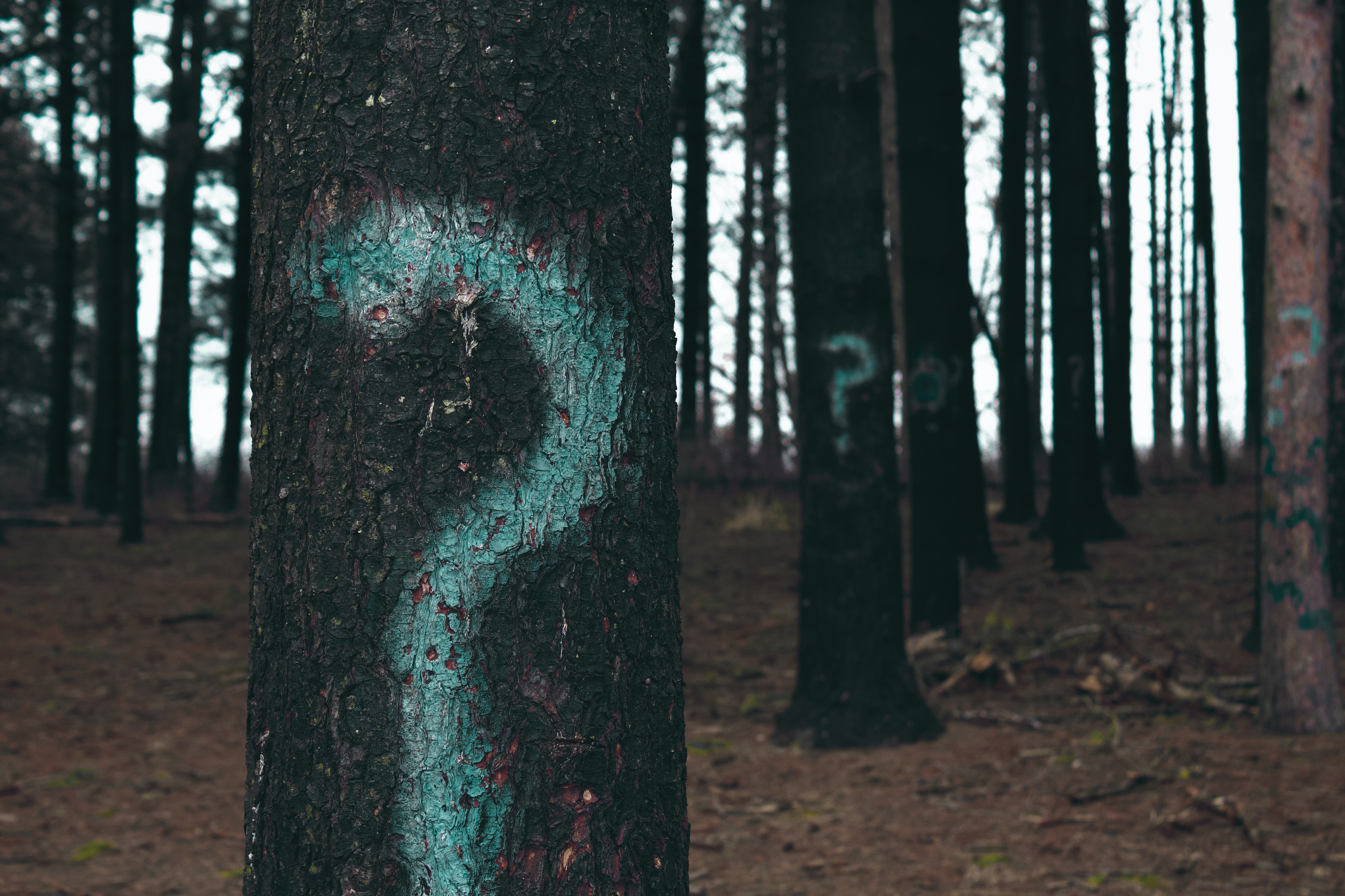 Signos de interrogación en árboles