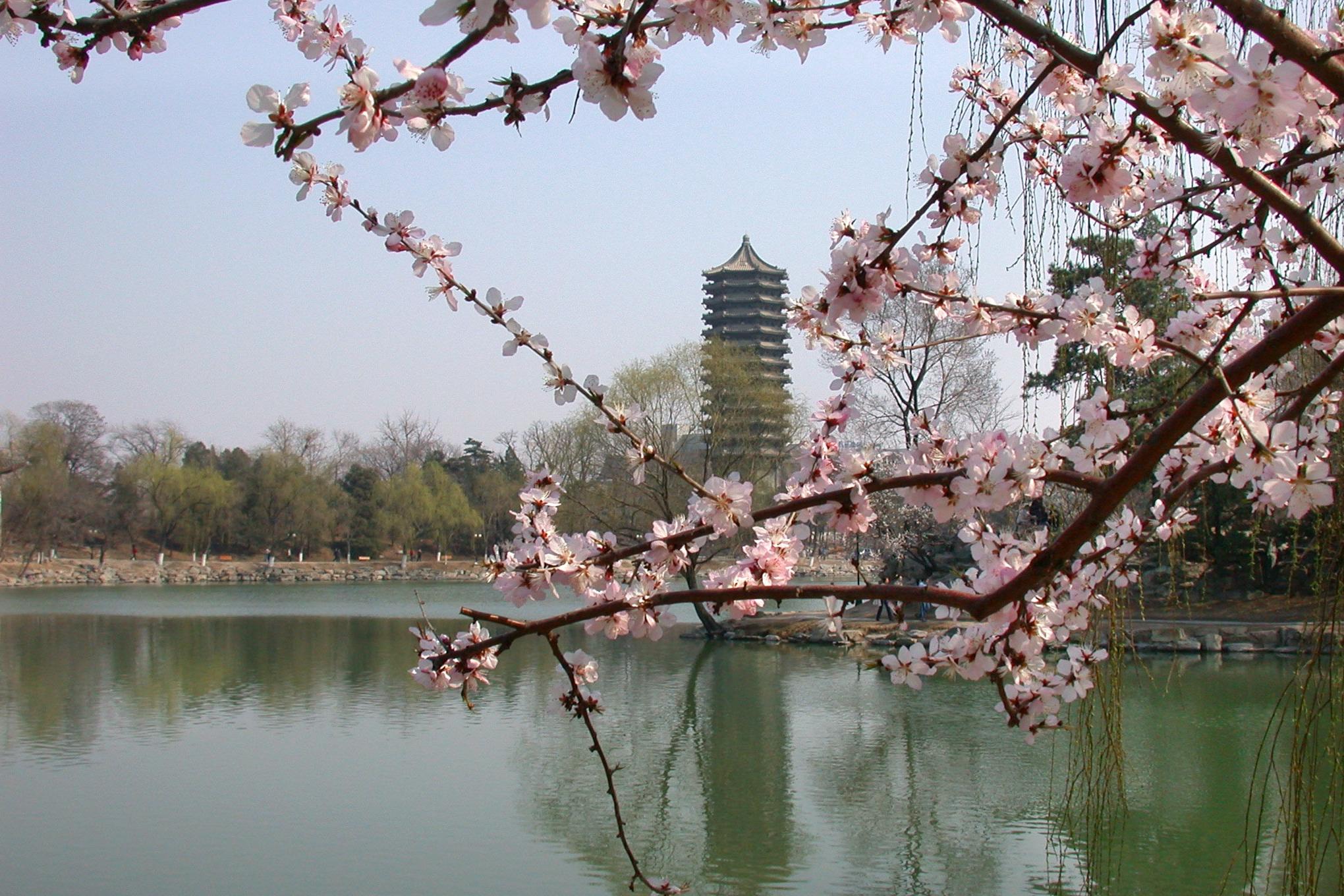 Árbol y universidad china