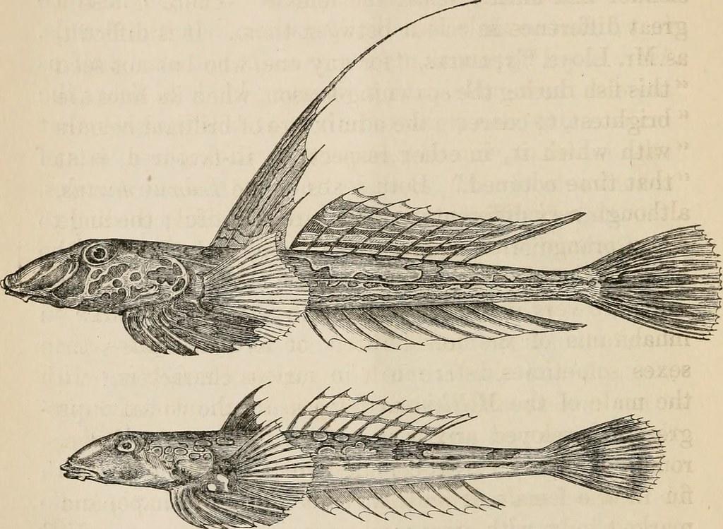Dibujo realista de dos peces