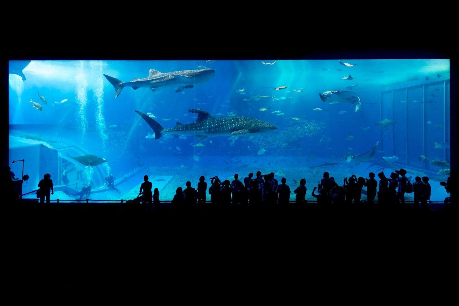 Acuario de Okinawa