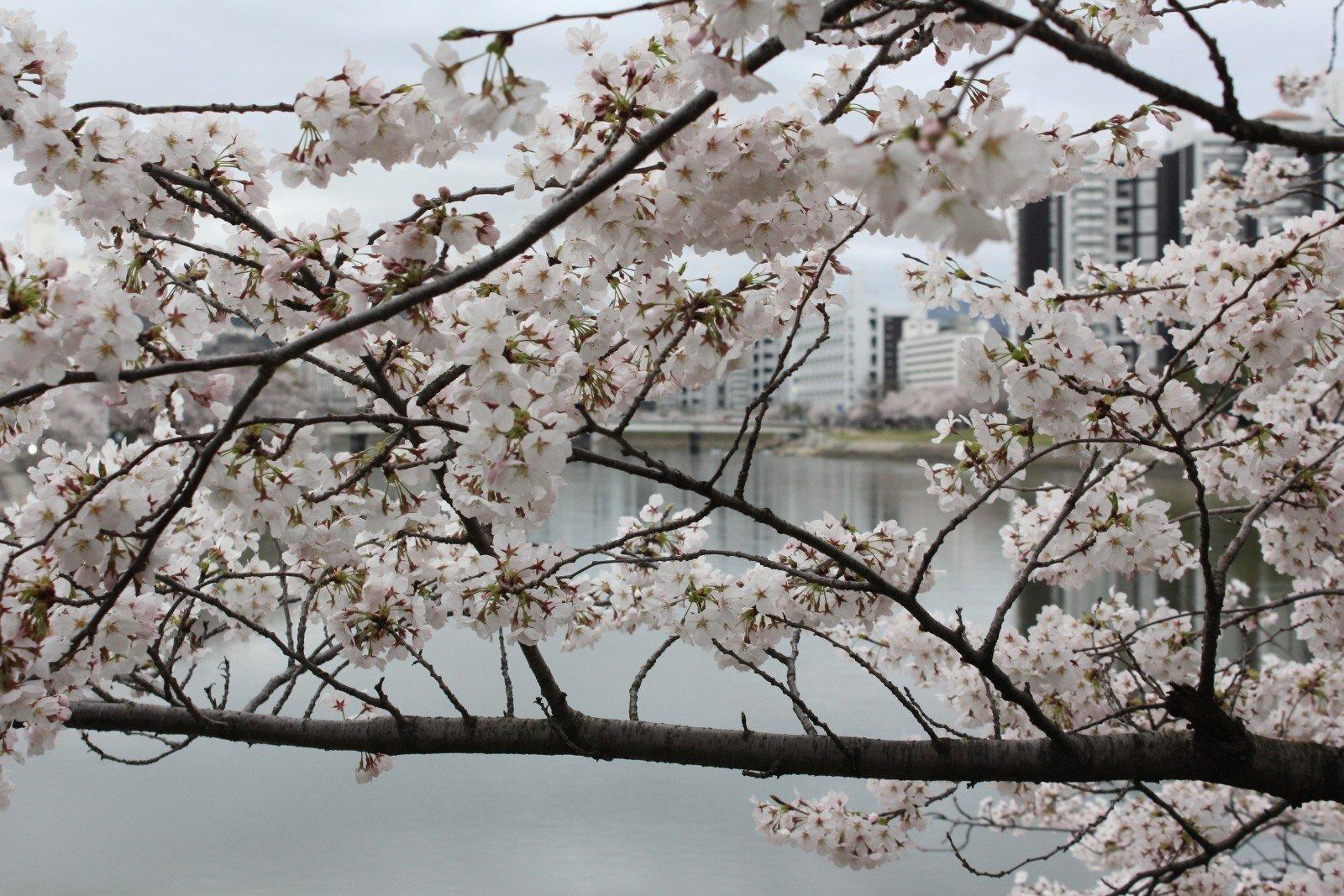 Cerezo en Hiroshima