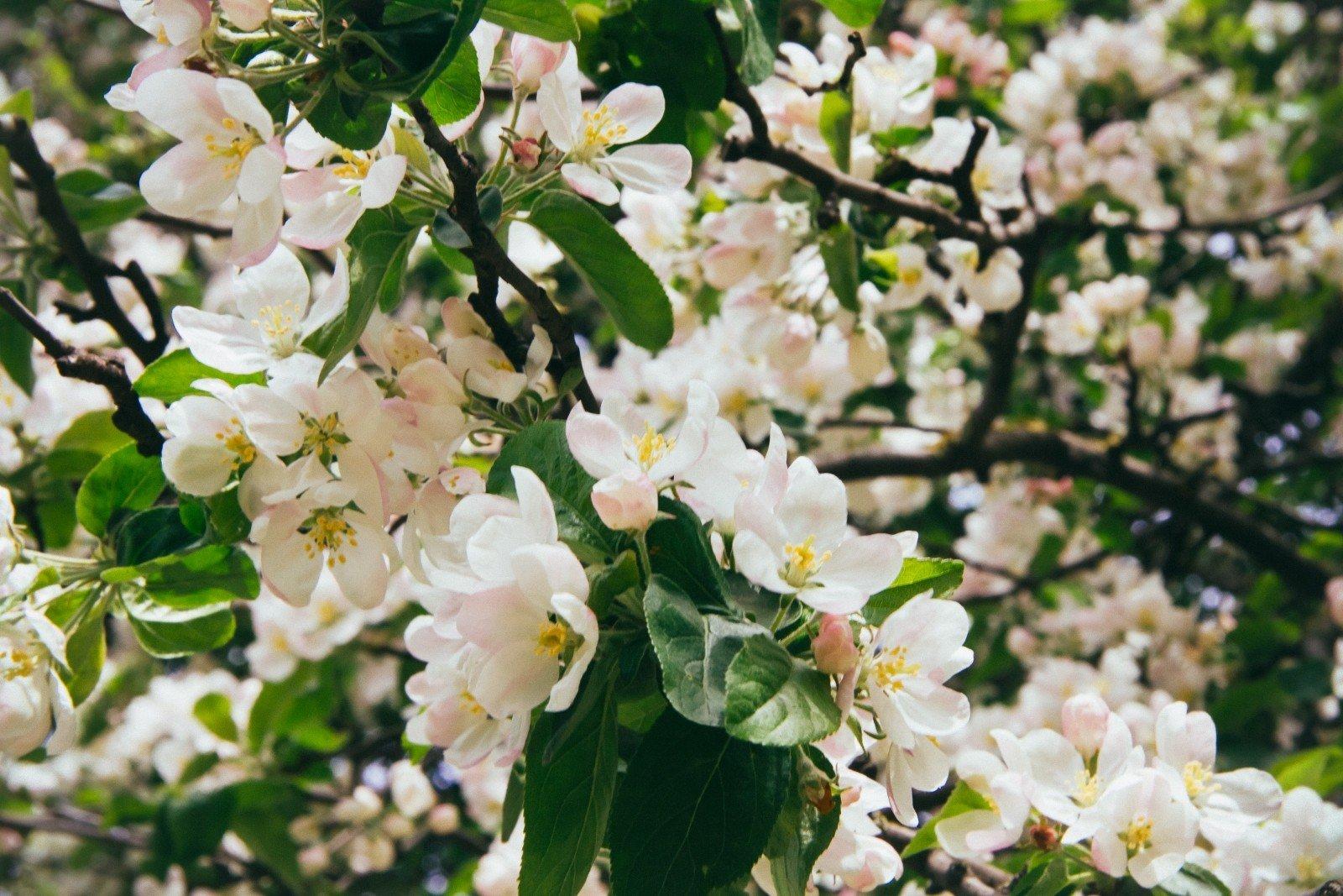 Árbol japonés en flor