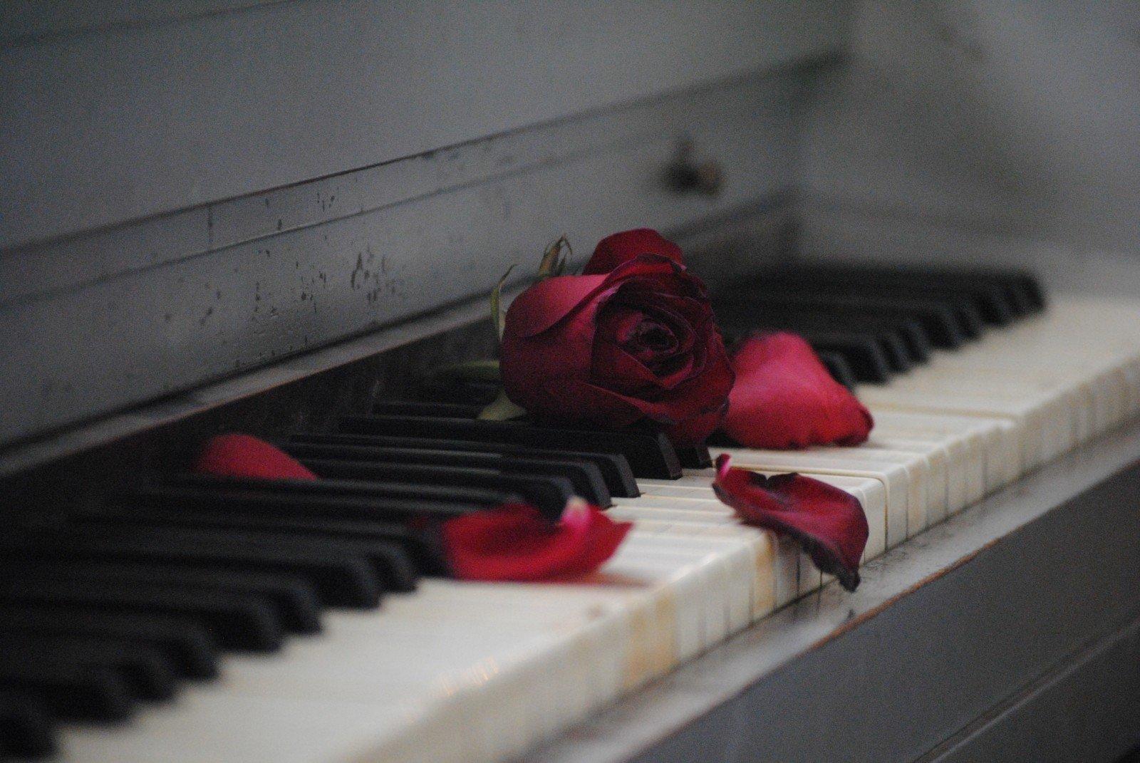 Pétalos de rosa sobre piano