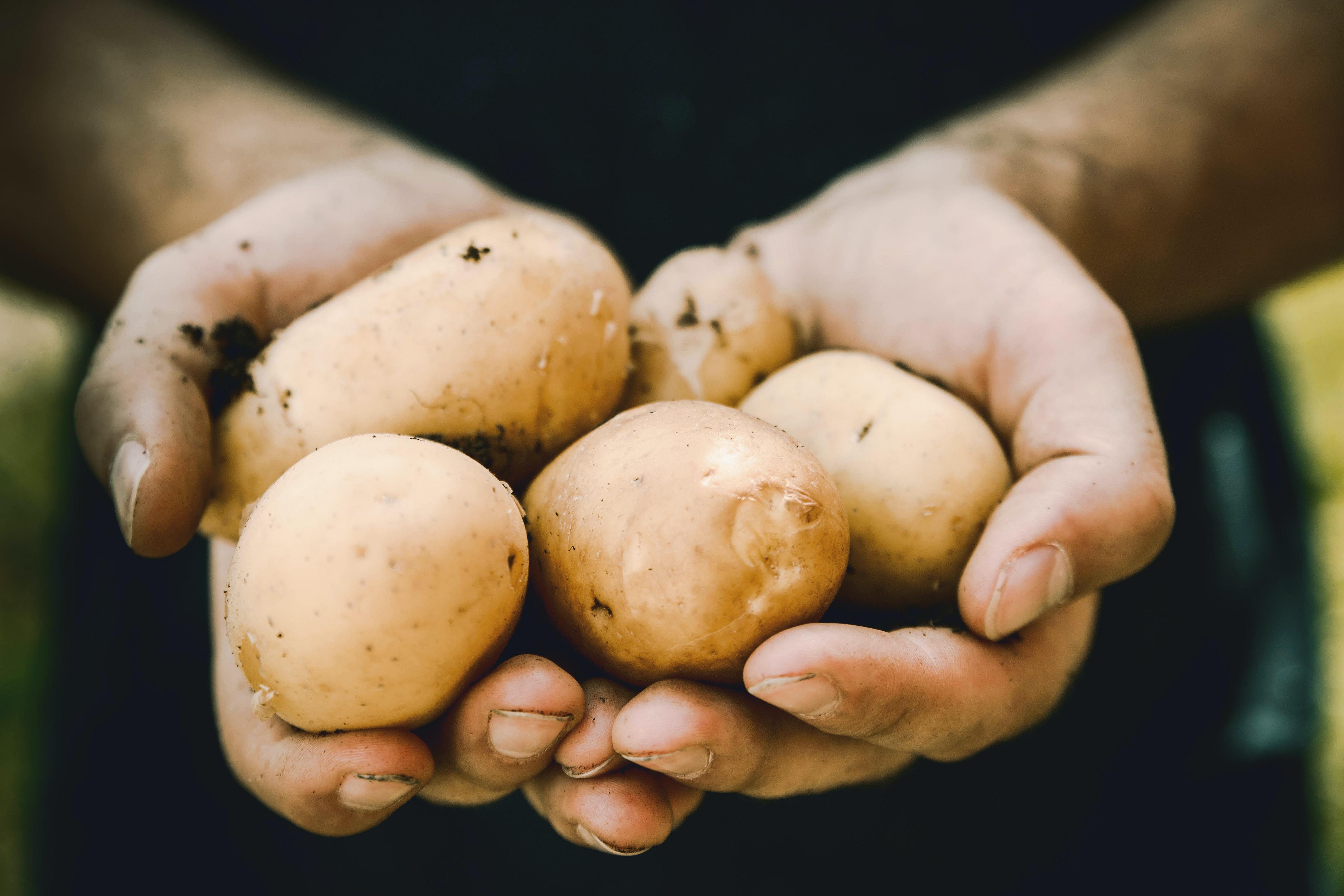 Papas en las manos