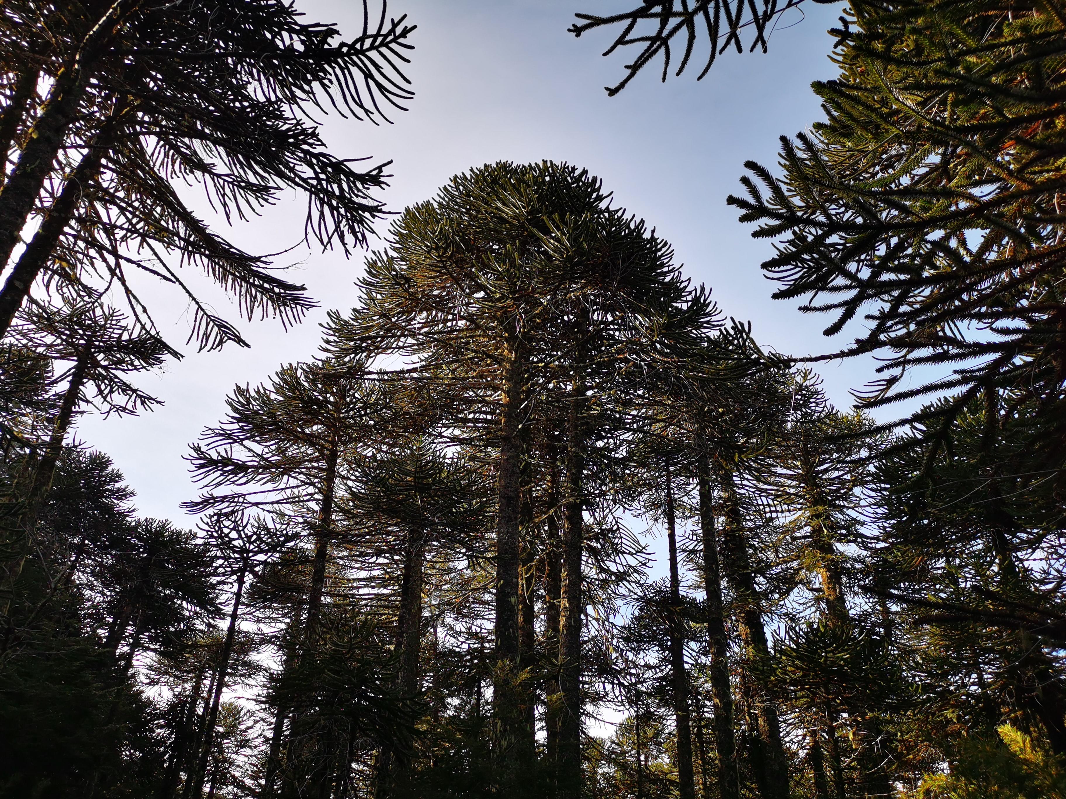 Bosque de Araucarias