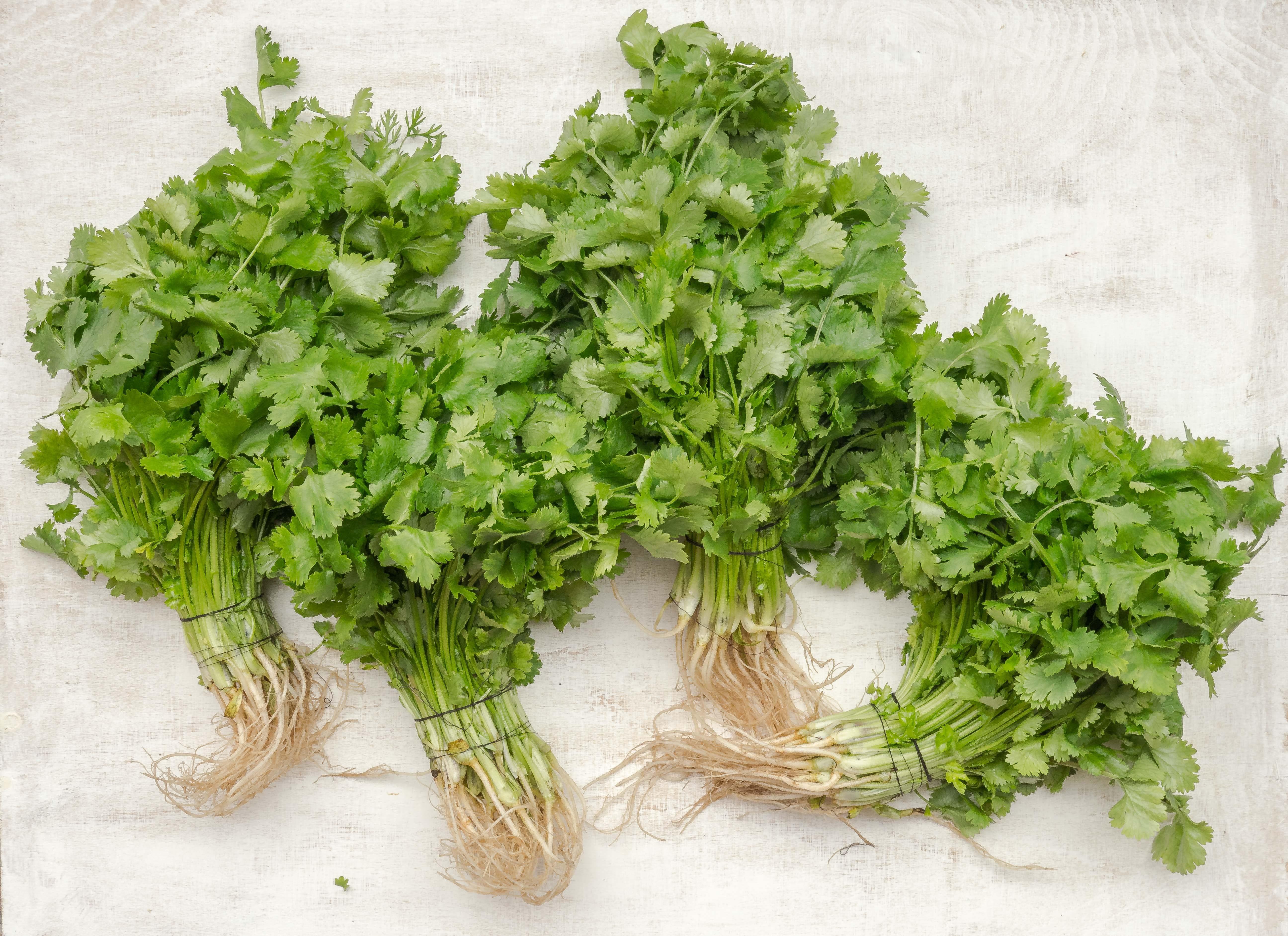 Hojas de cilantro