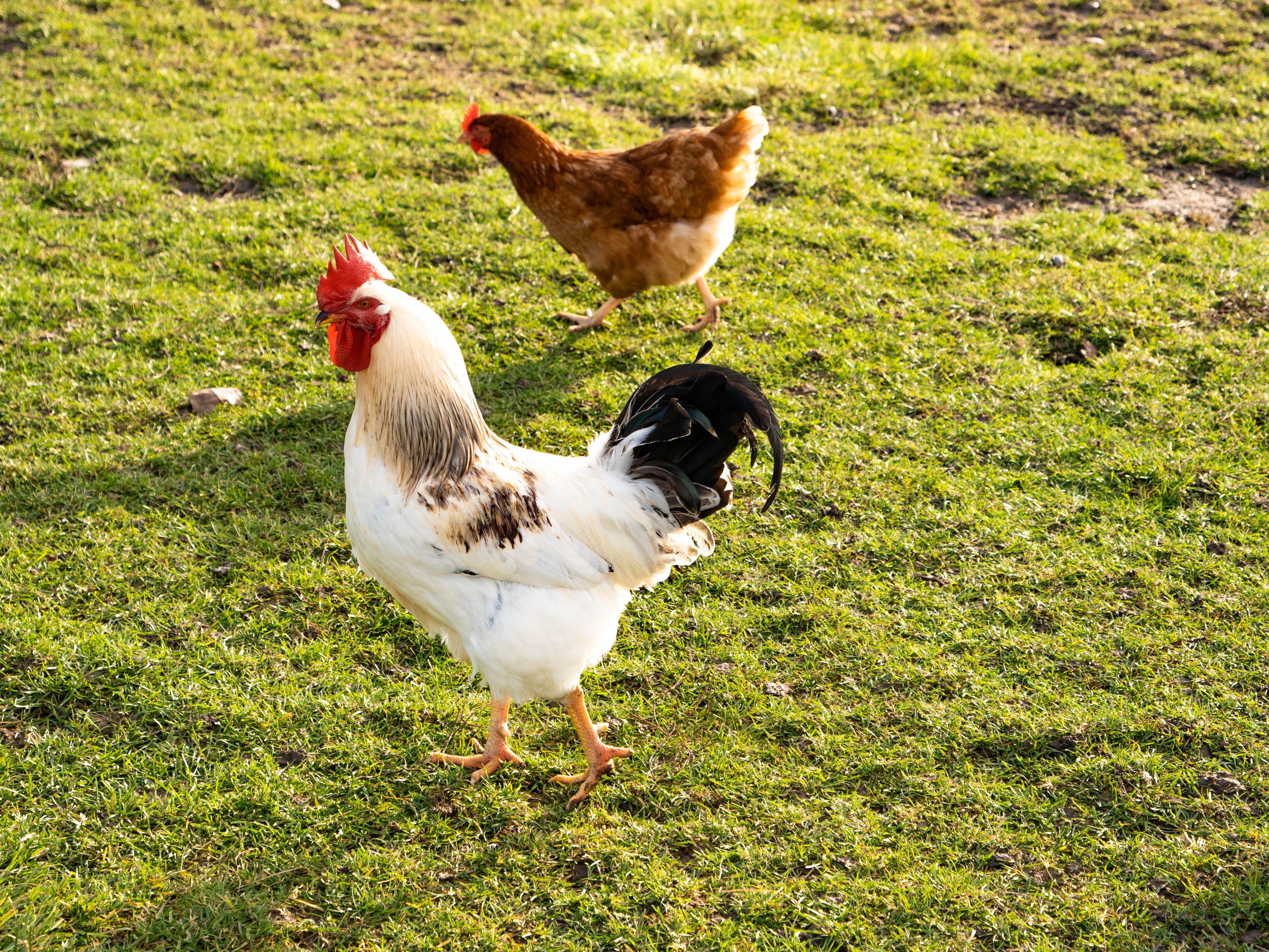 Gallina y gallo