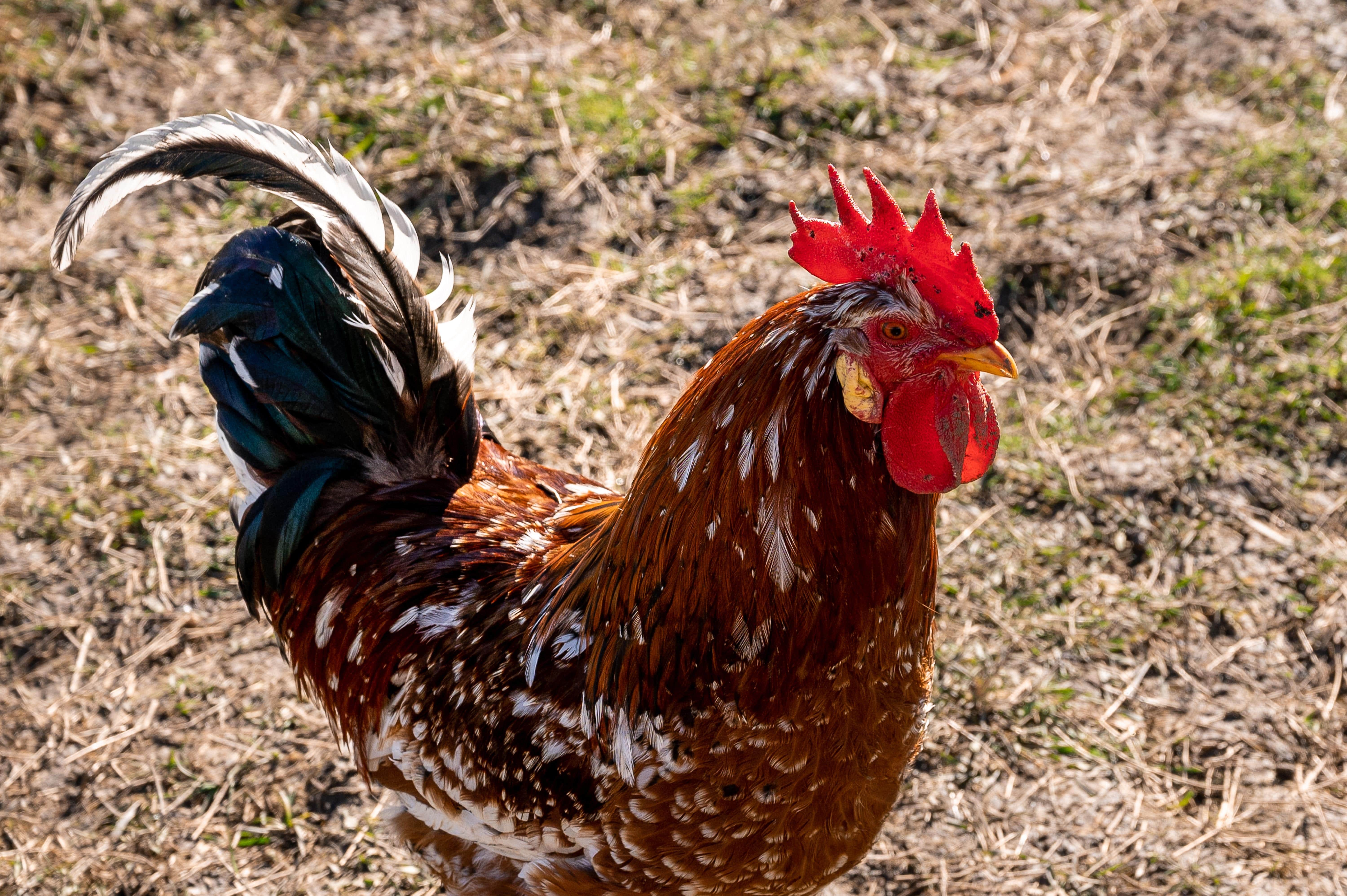 Gallina clueca