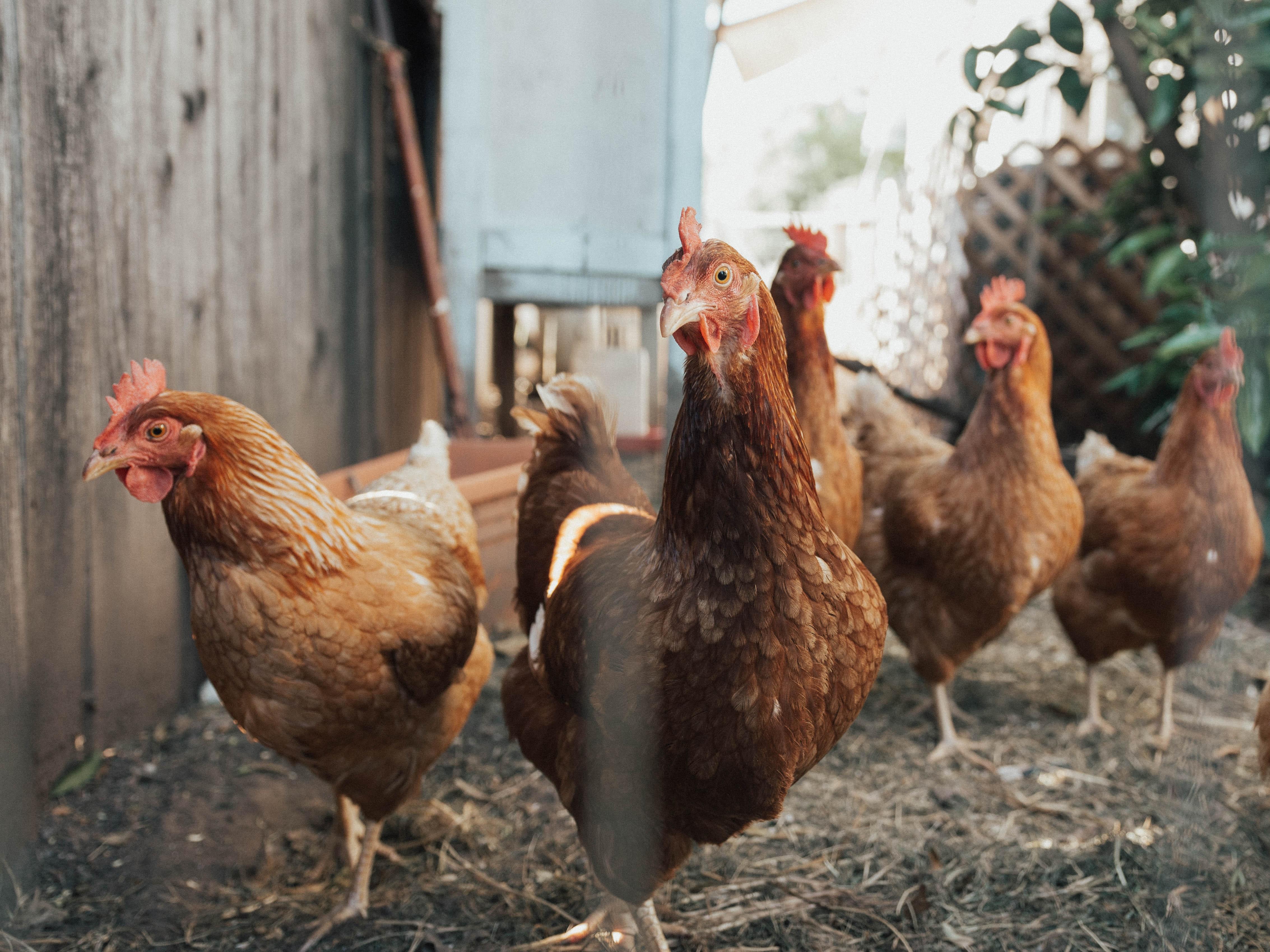 Gallinas