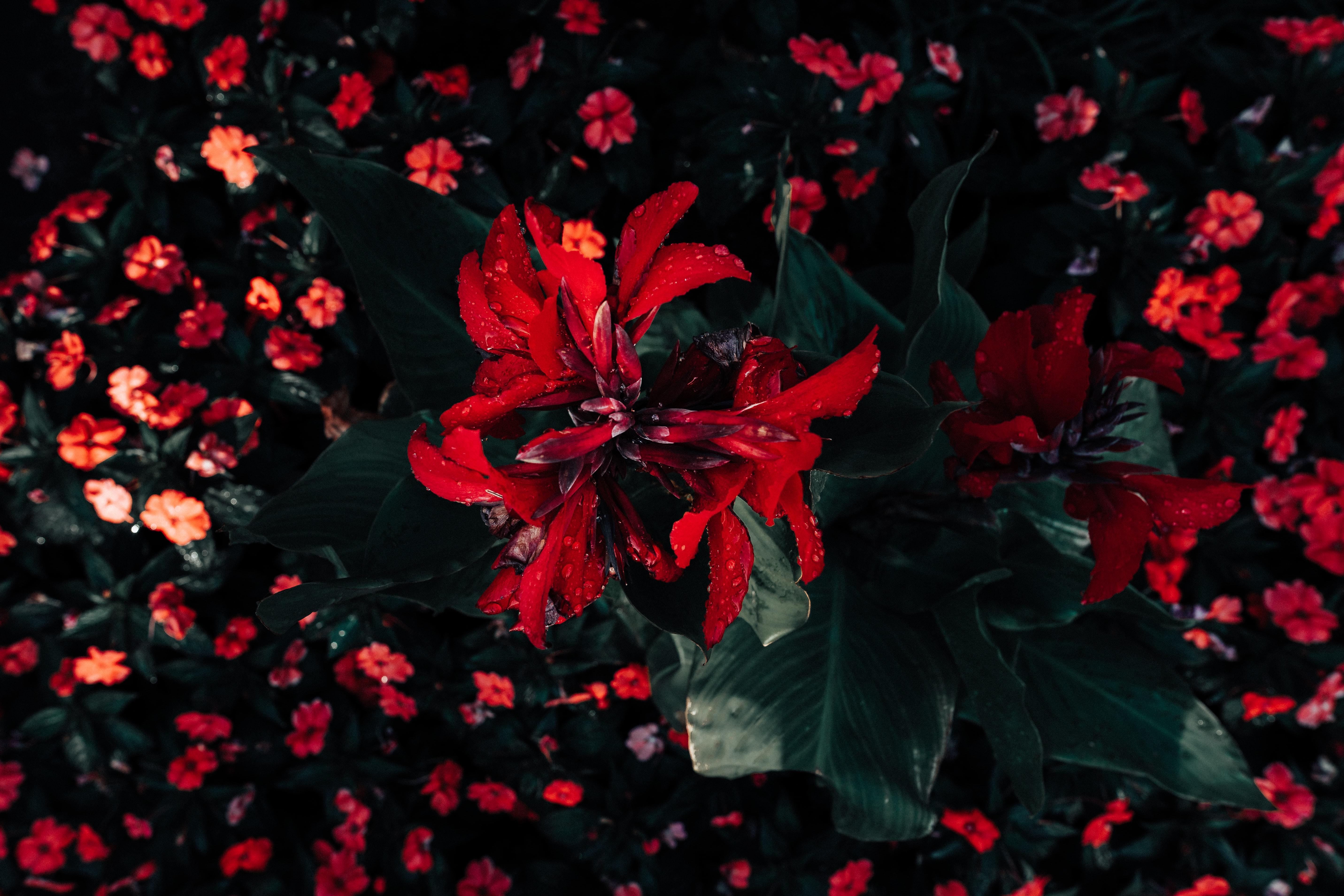 Flores rojas