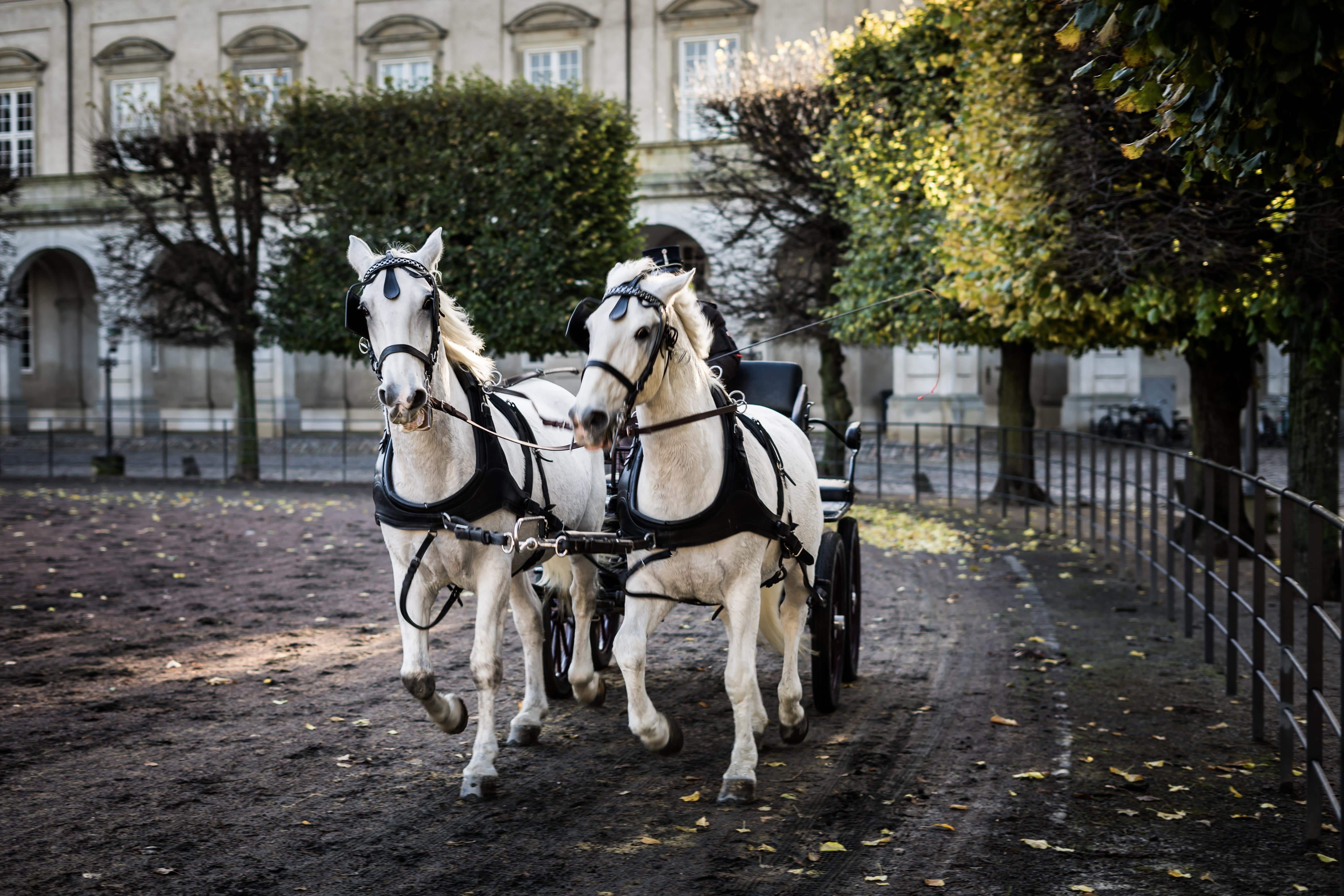 Coche a caballo