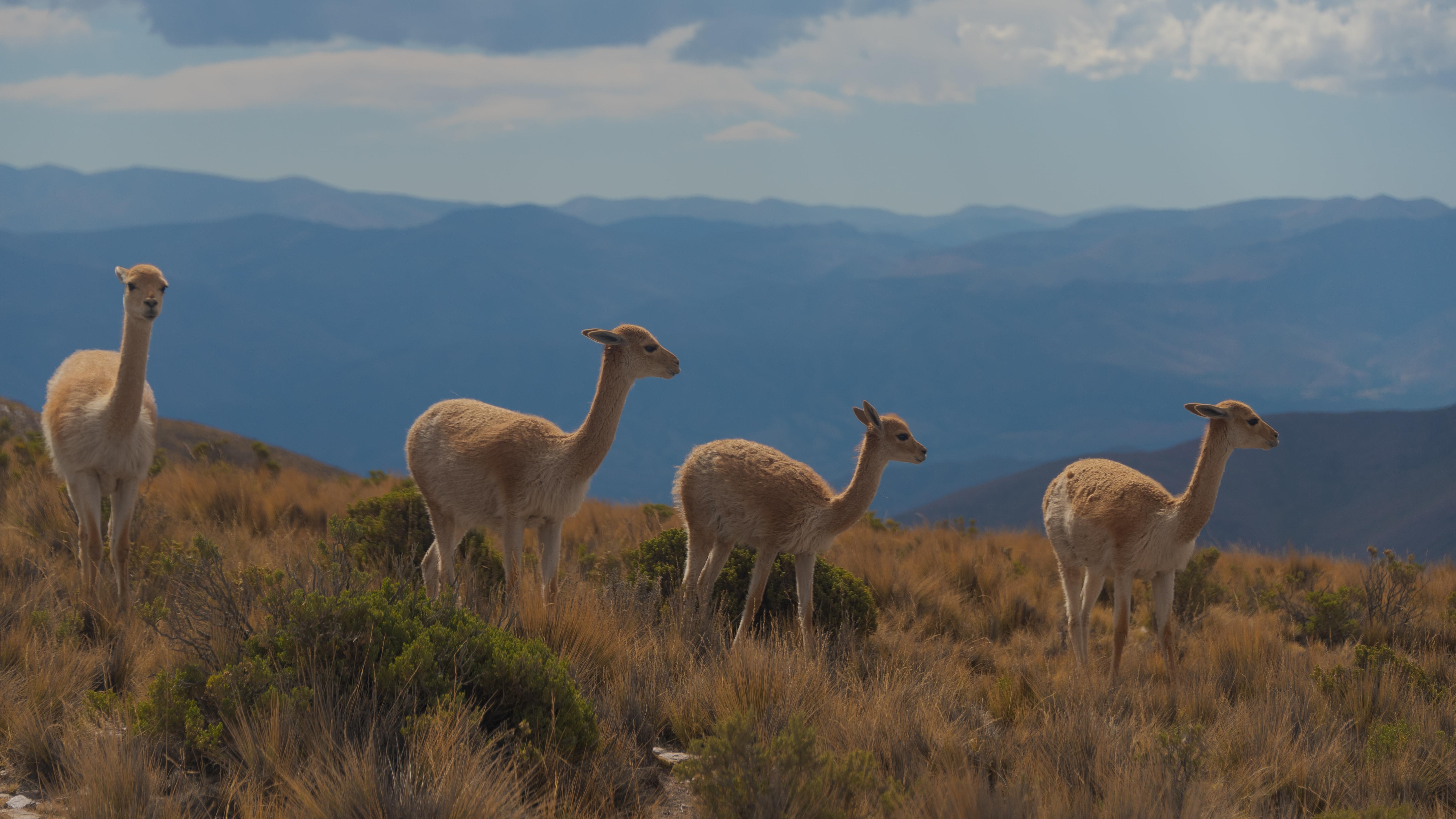 Cuatro vicuñas en su hábitat