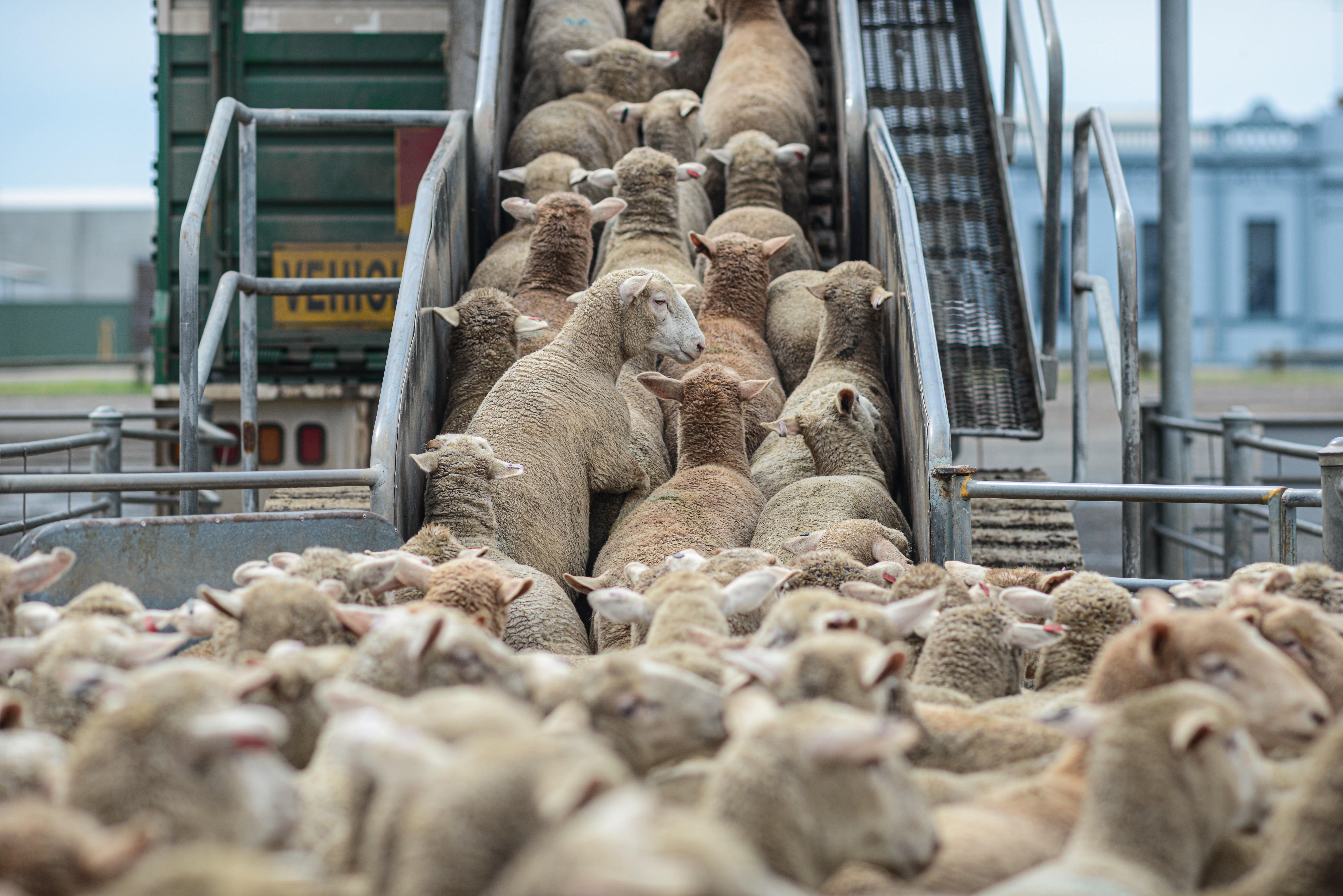 Animales en fila
