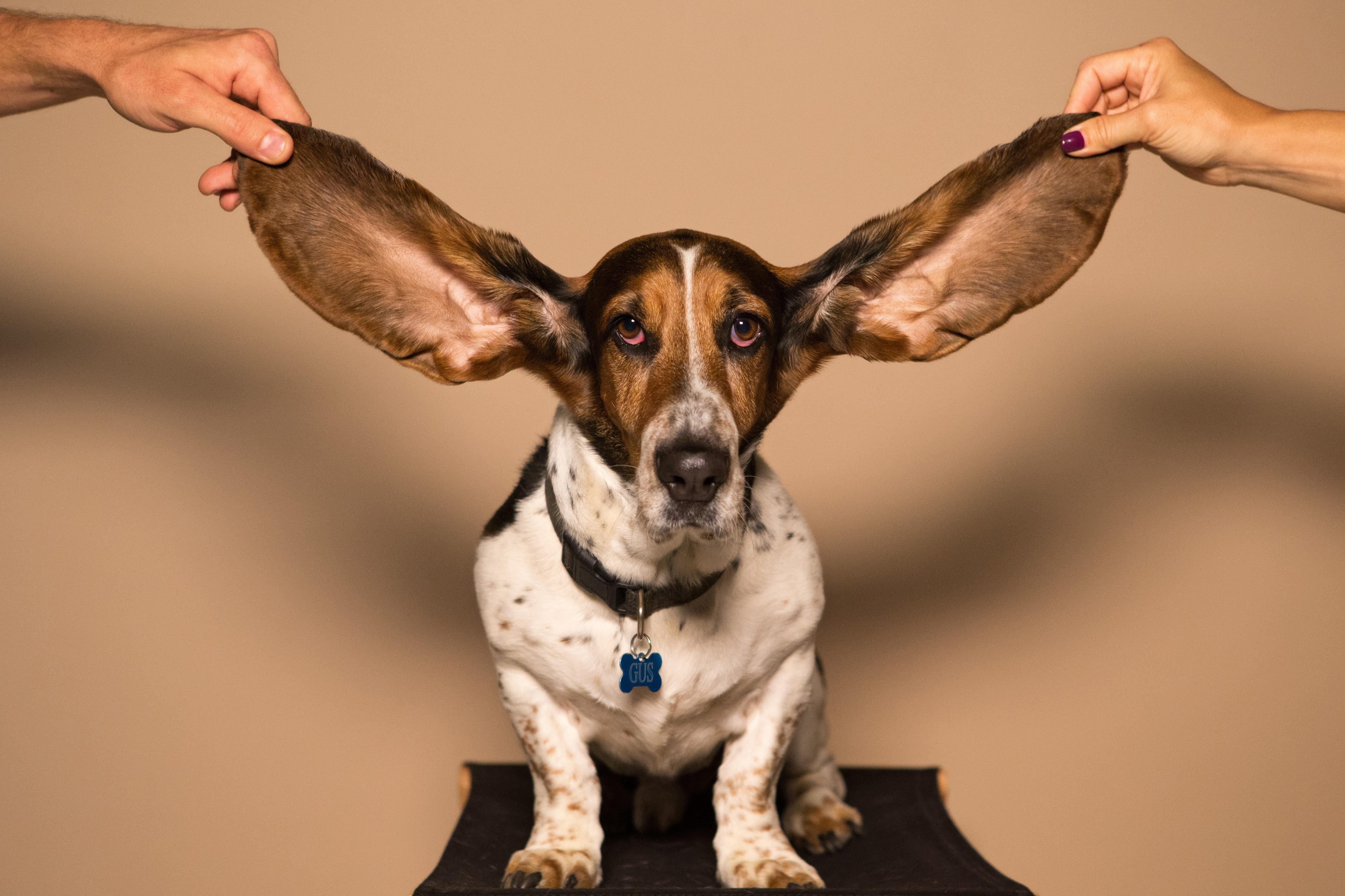 Basset Hound con orejas estiradas