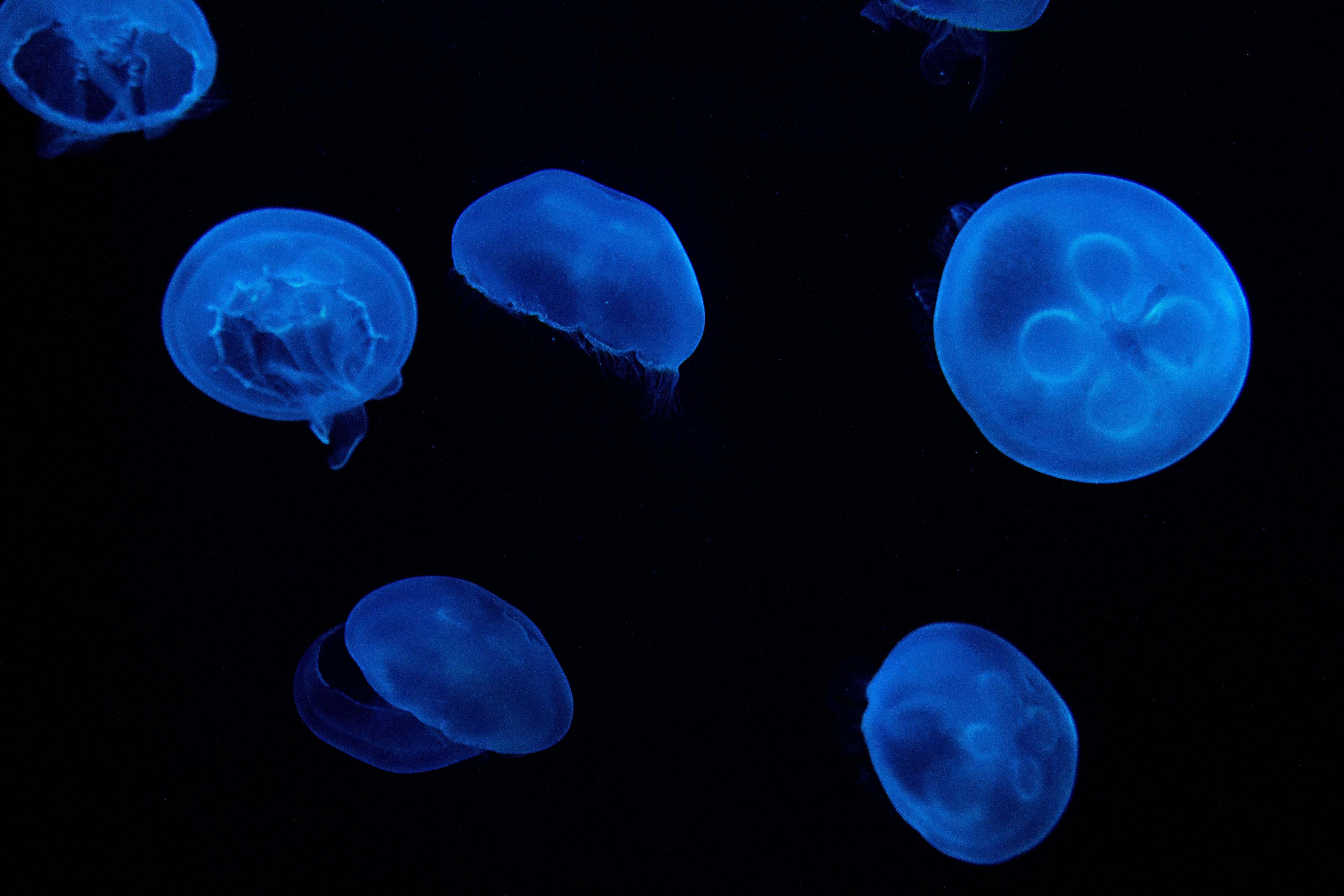 Medusas luminiscentes