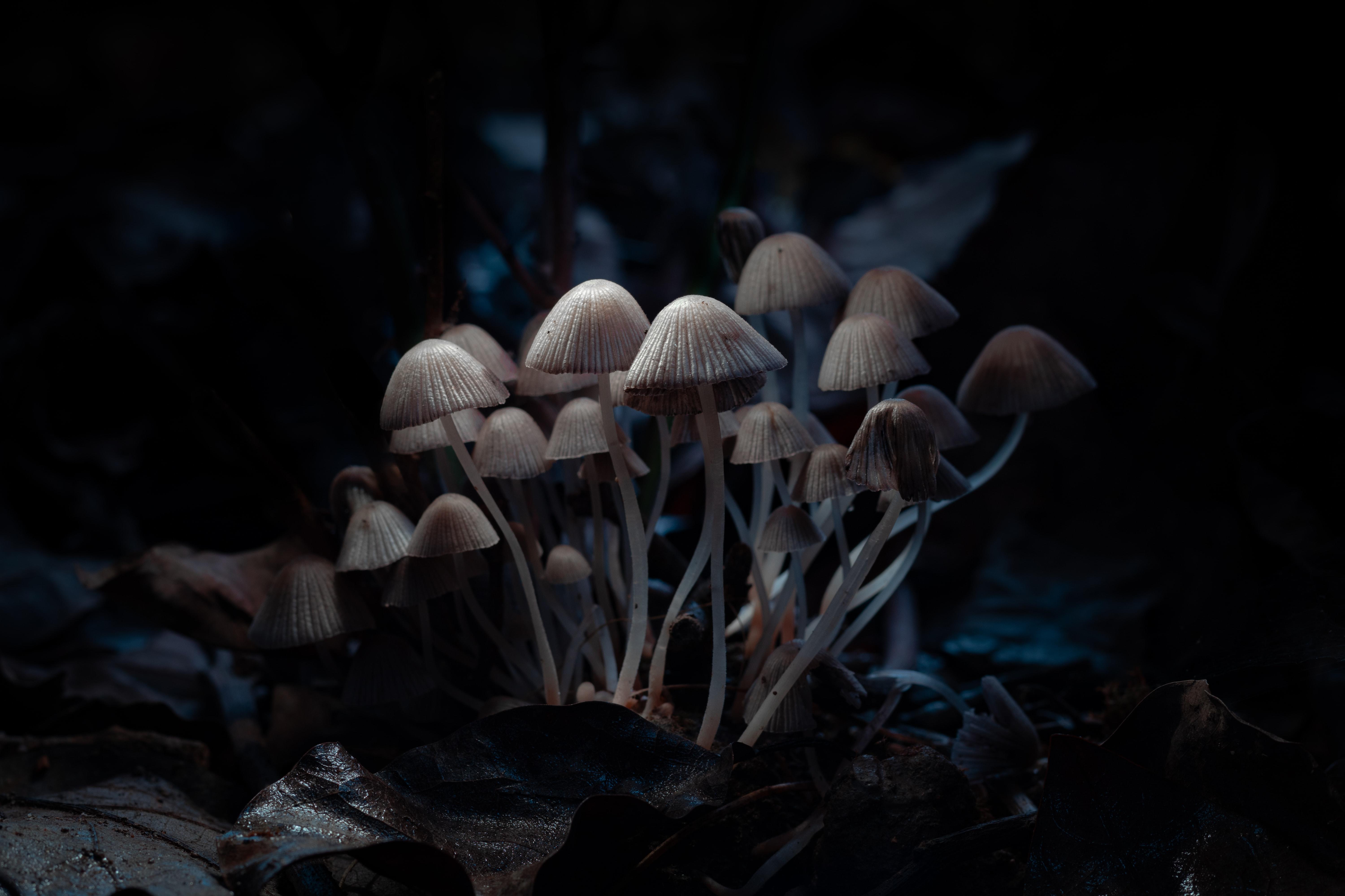 Hongos en la oscuridad