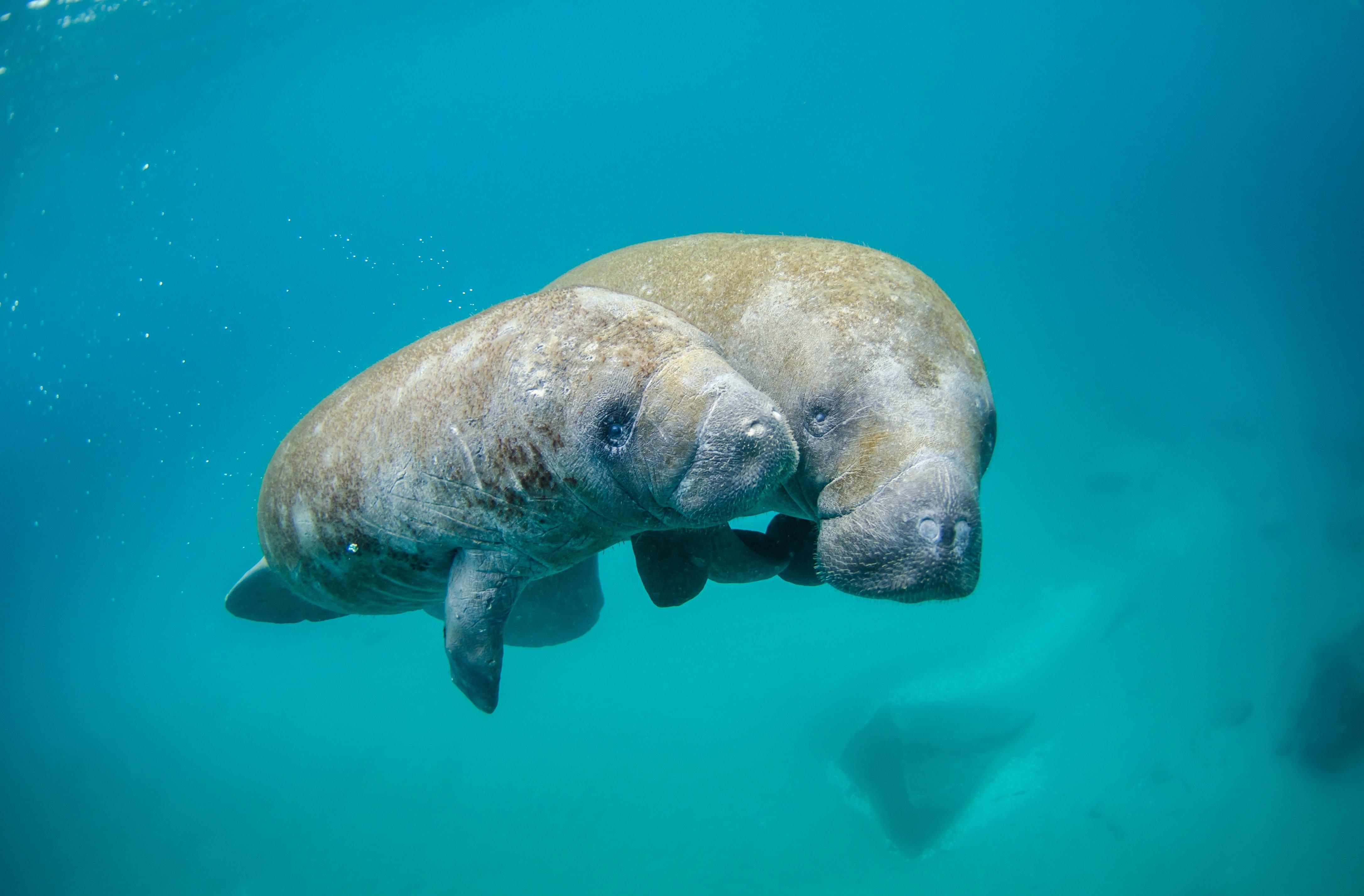 Pareja de manatíes