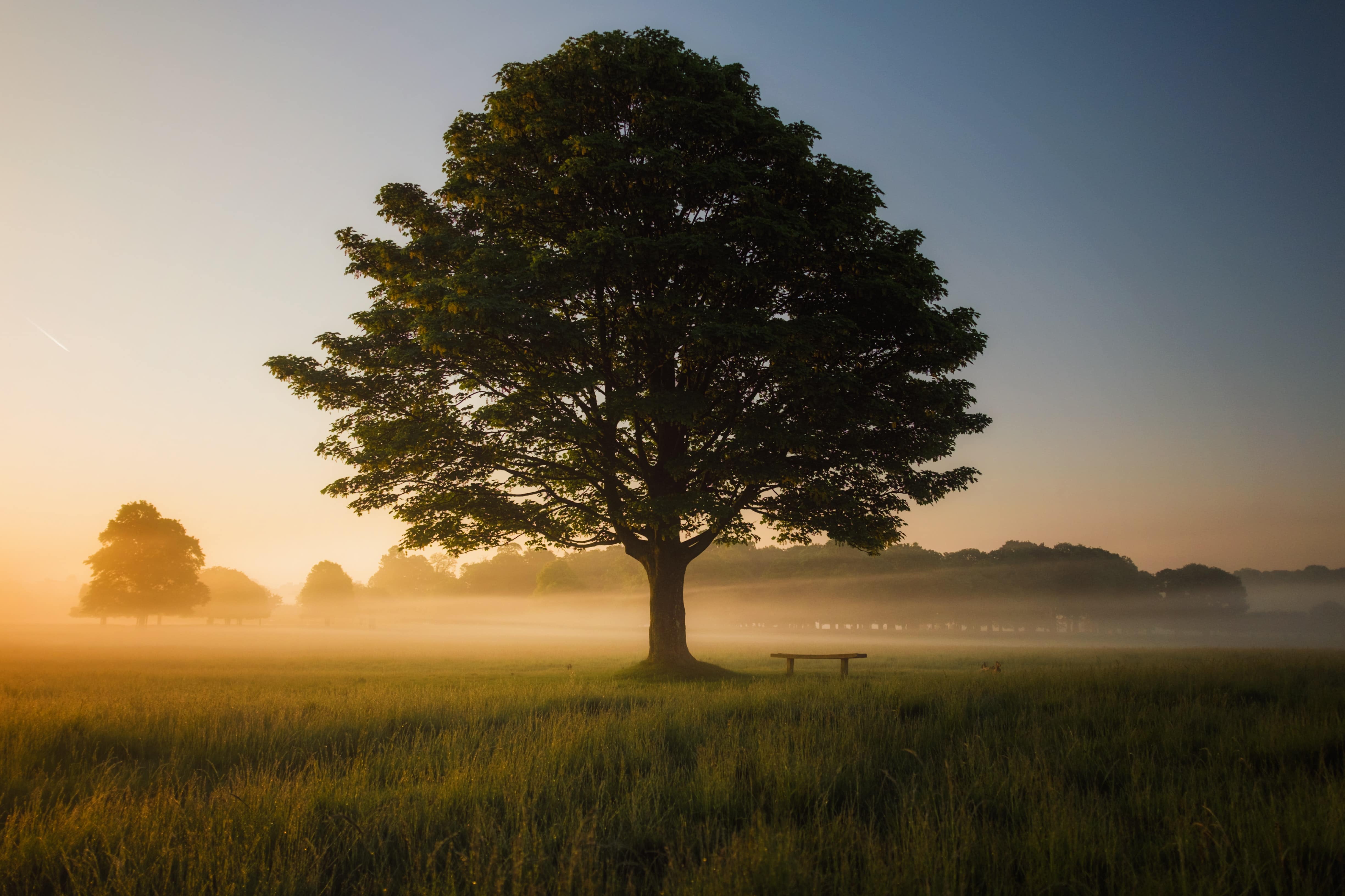 Paisaje con árbol en medio