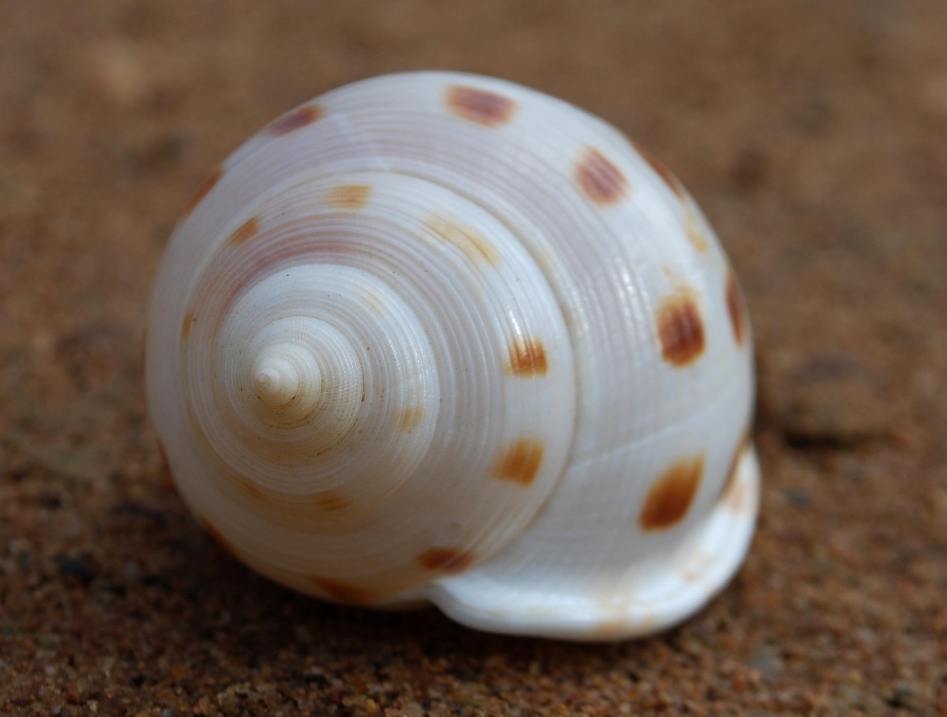 El espiral de Fibonacci está presente en caracoles y múltiples otras formas naturales.